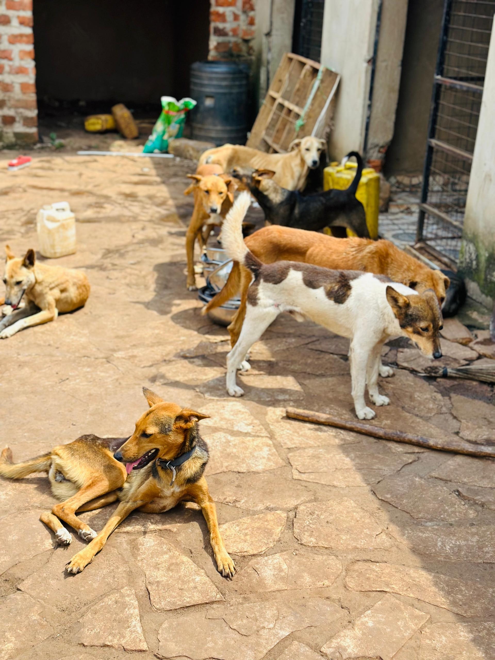 Kiganda Animal shelter Uganda campaign photo, 2 of 6