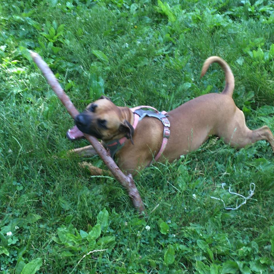 Last Chance Fundraiser for Riley Bean campaign photo, 2 of 8