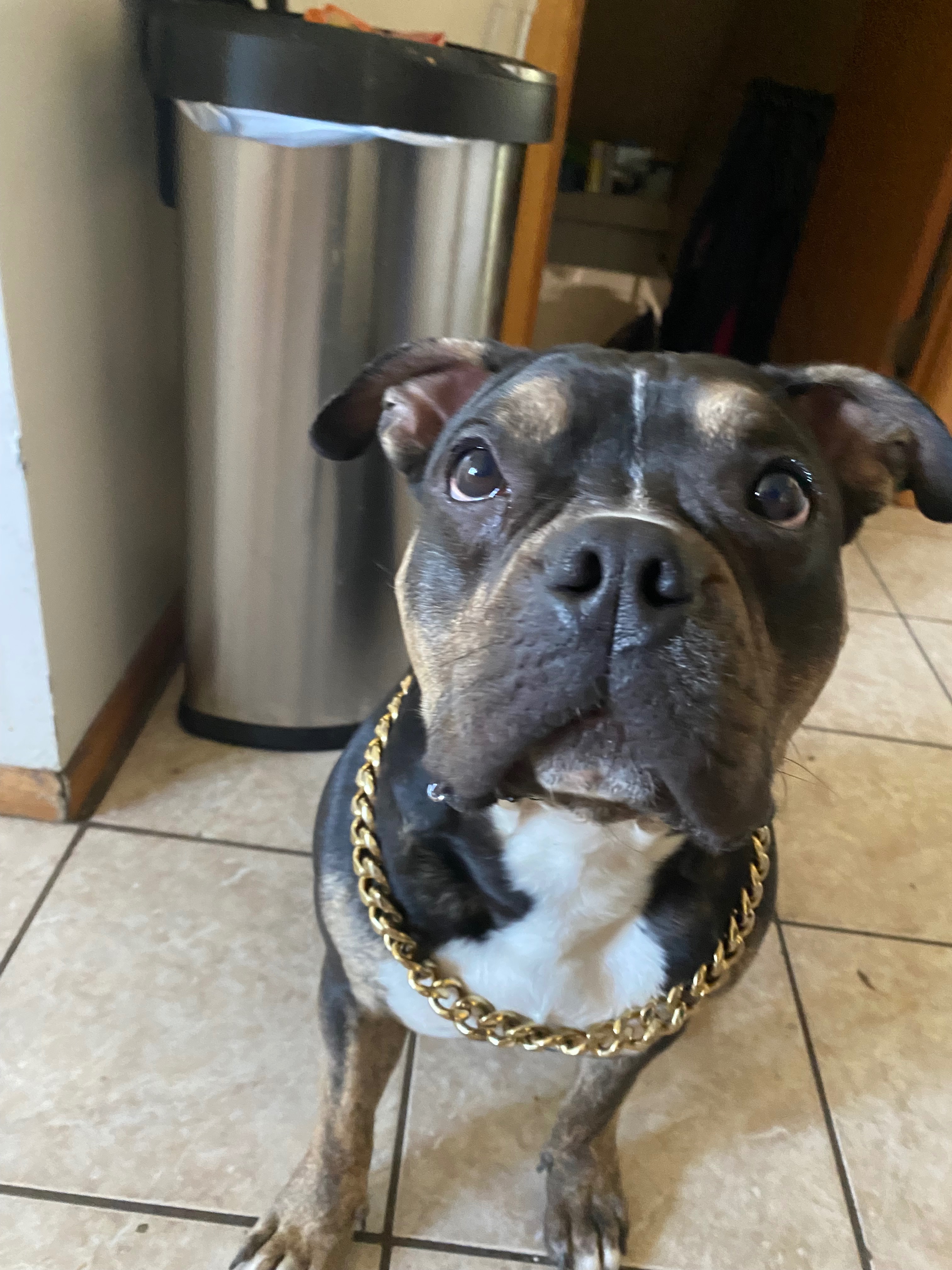 Donate to Save Biggie: Our Family's Best Friend campaign photo, 5 of 8
