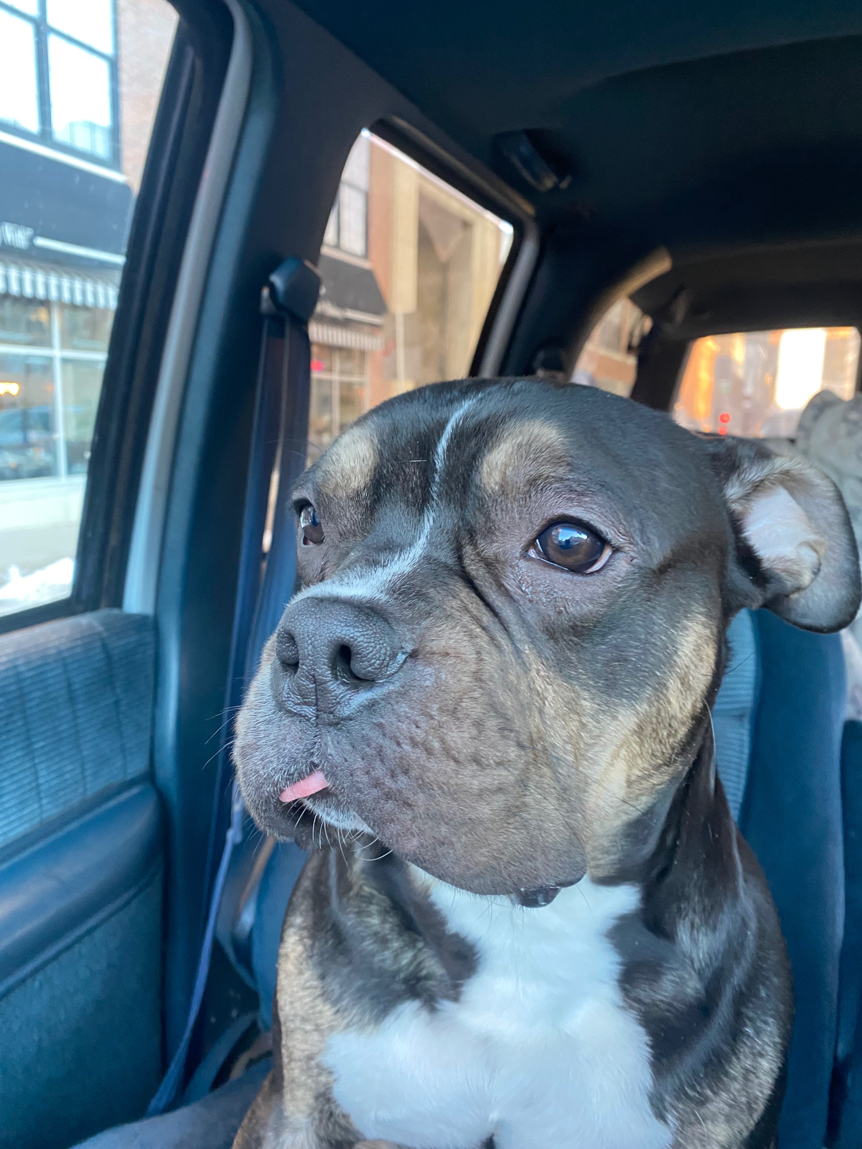 Donate to Save Biggie: Our Family's Best Friend campaign photo, 4 of 8