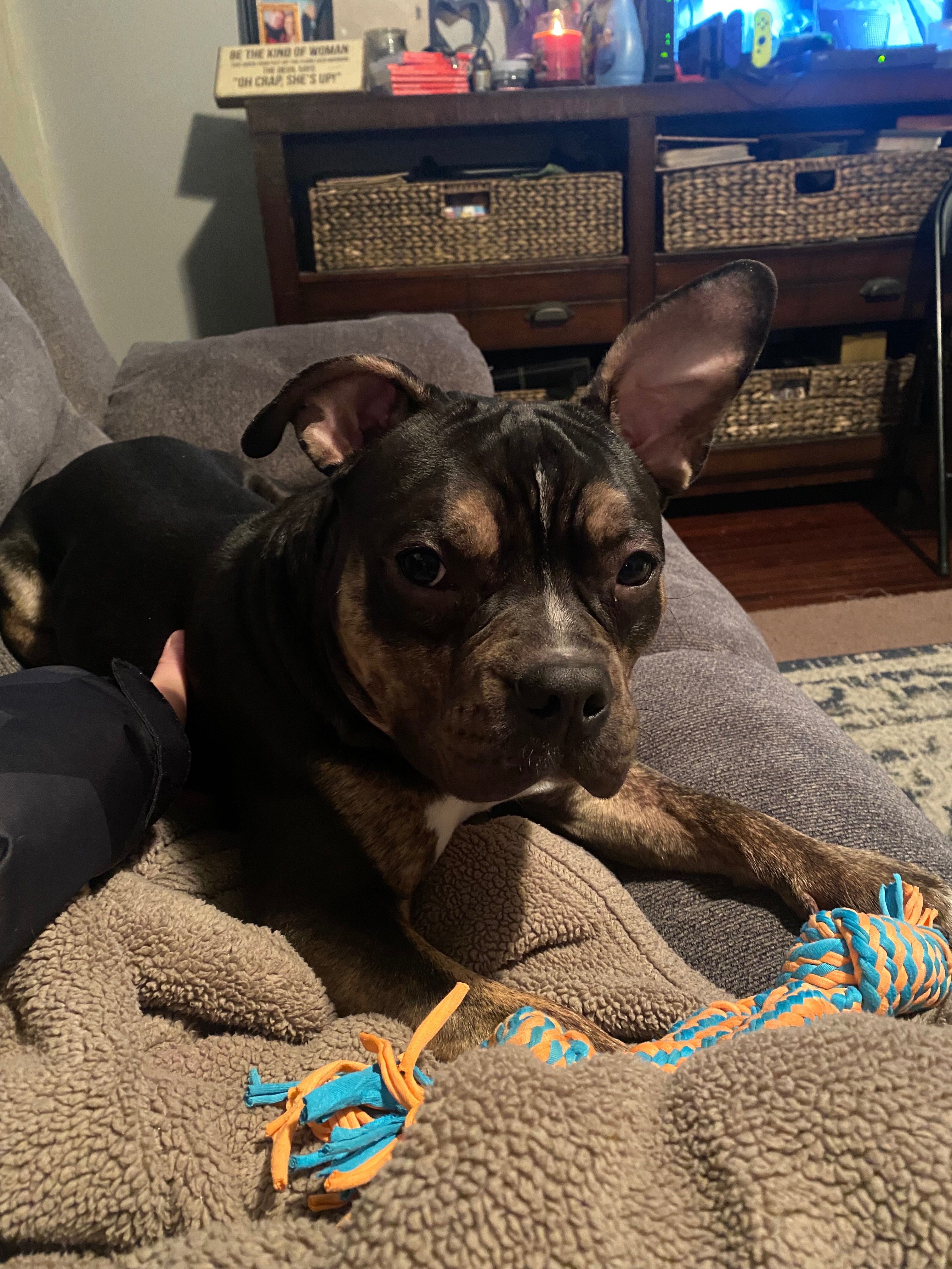Donate to Save Biggie: Our Family's Best Friend campaign photo, 6 of 8