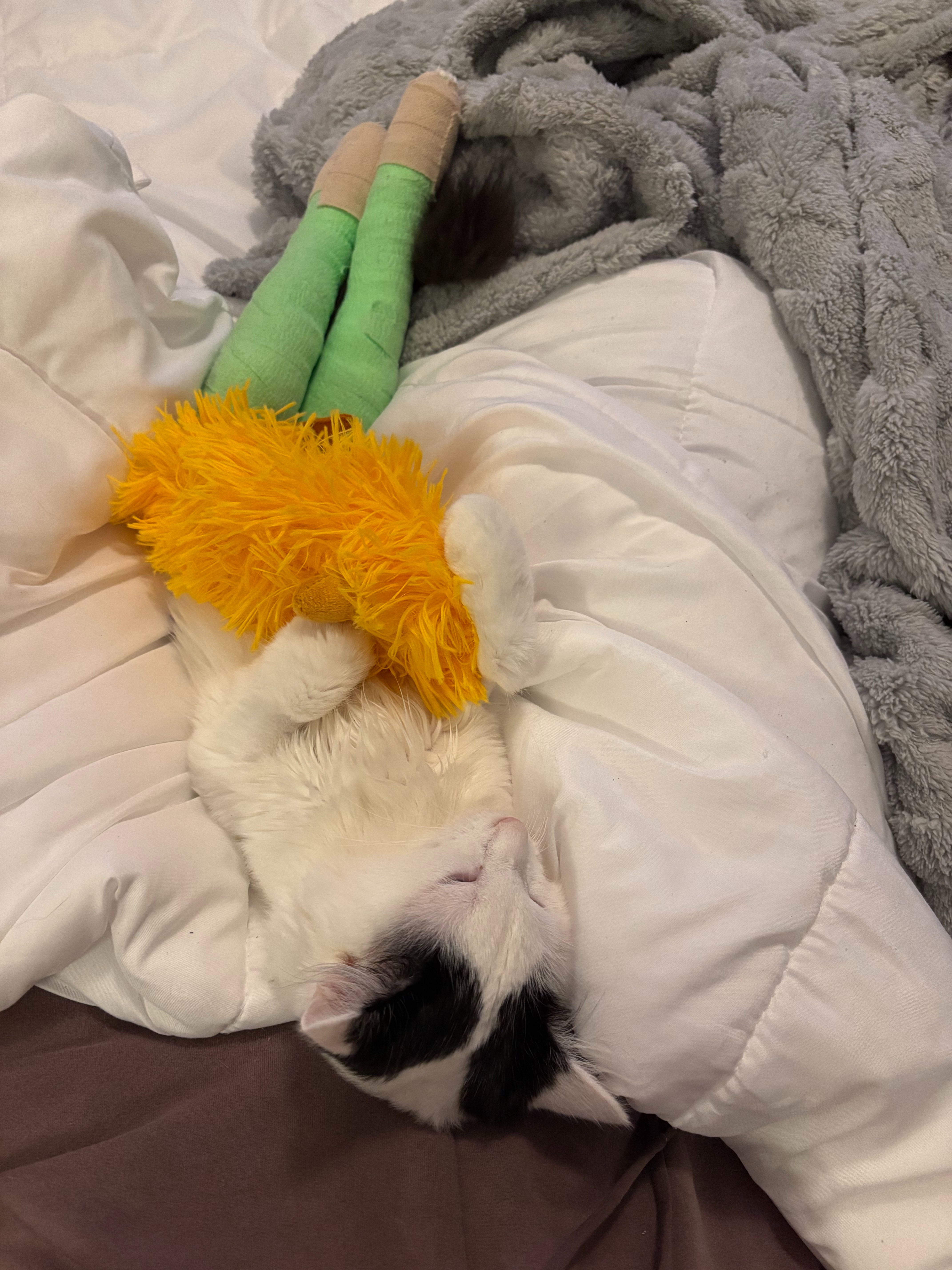 Give Ducky a Chance at a Pain-Free Life campaign photo, 4 of 6