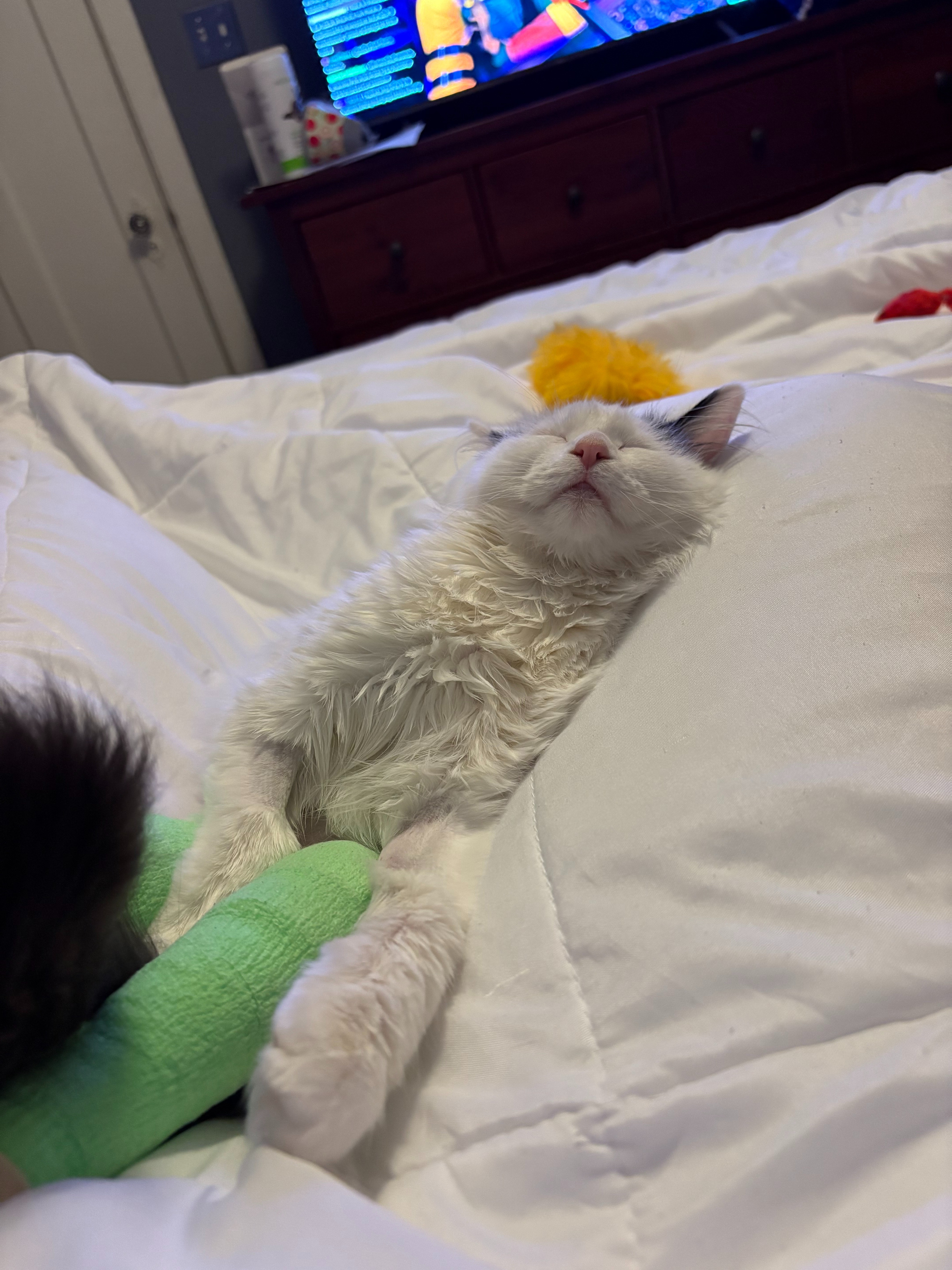 Give Ducky a Chance at a Pain-Free Life campaign photo, 5 of 6
