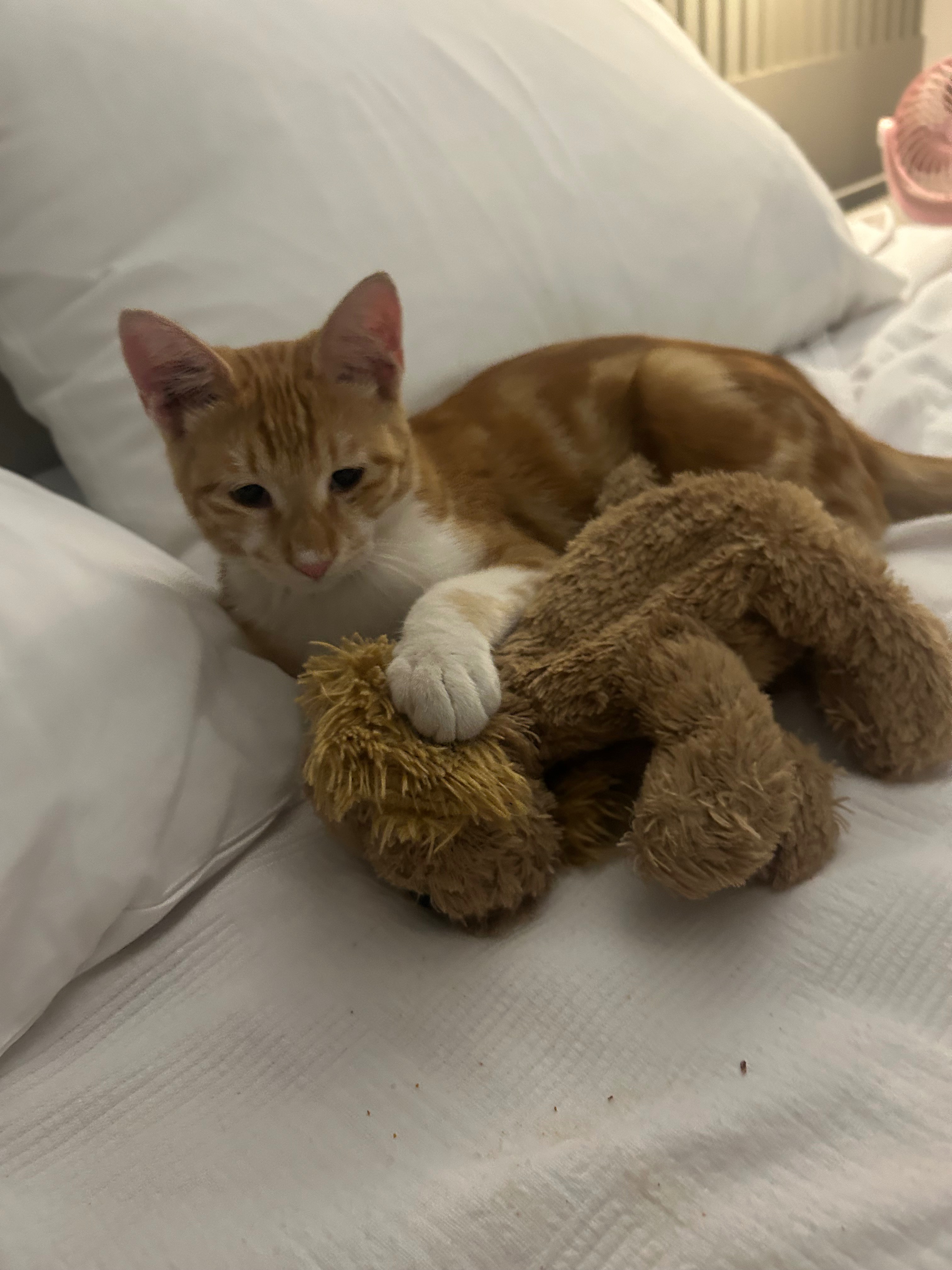 Please  donate to get scoot home to a loving family campaign photo, 7 of 8