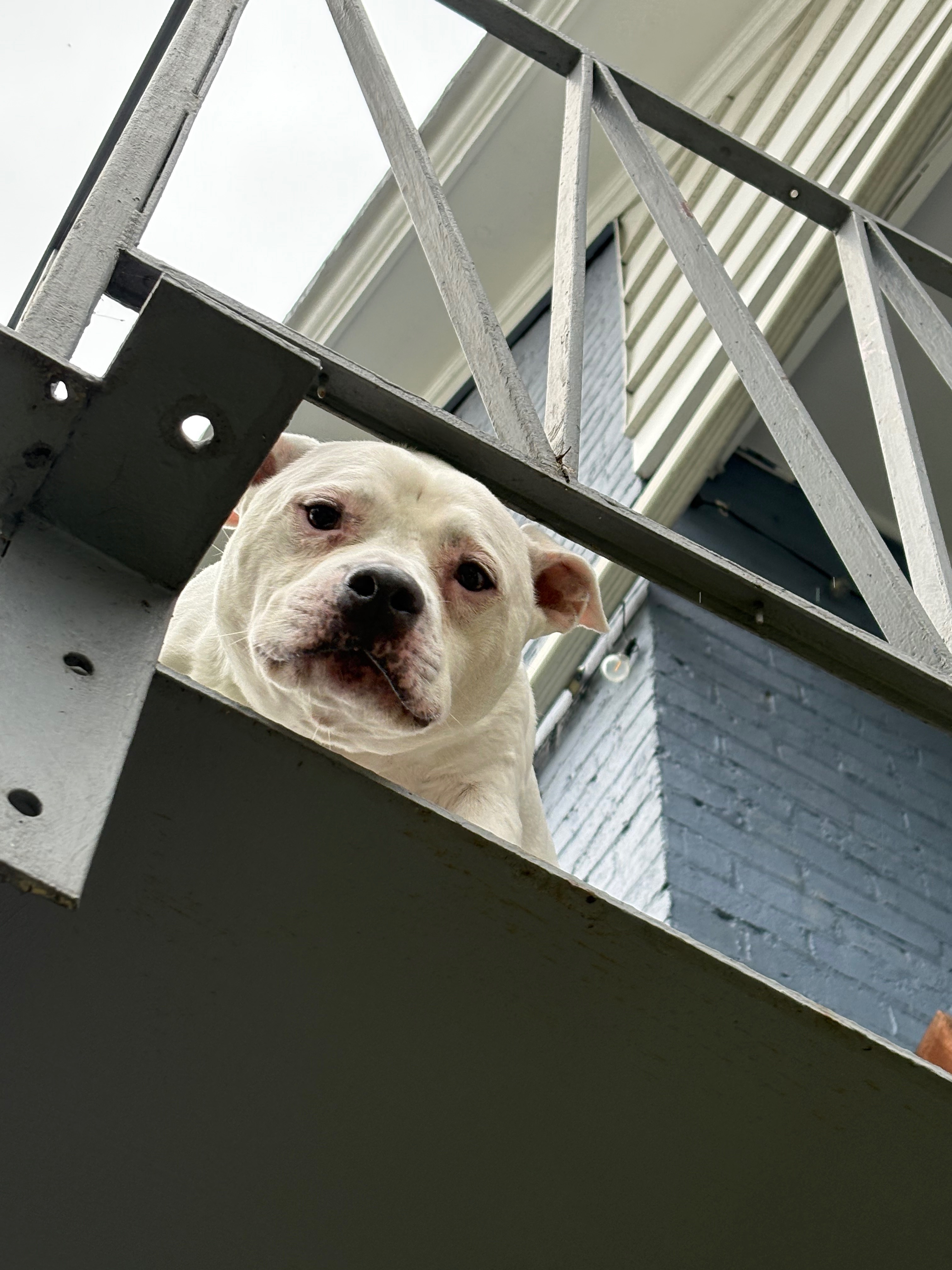 Support Casper's Journey to Pain-Free Days campaign photo, 2 of 7