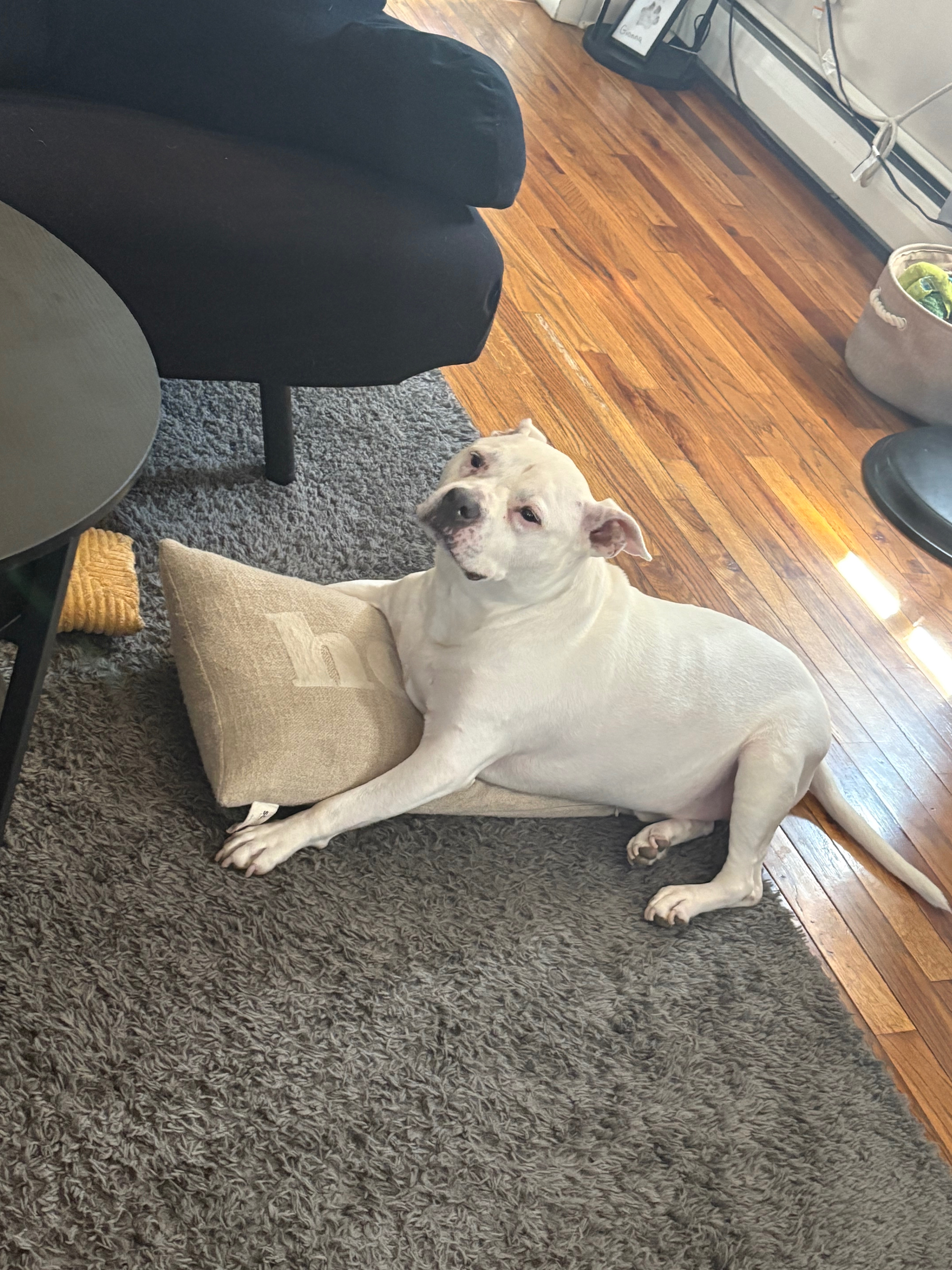 Support Casper's Journey to Pain-Free Days campaign photo, 5 of 7