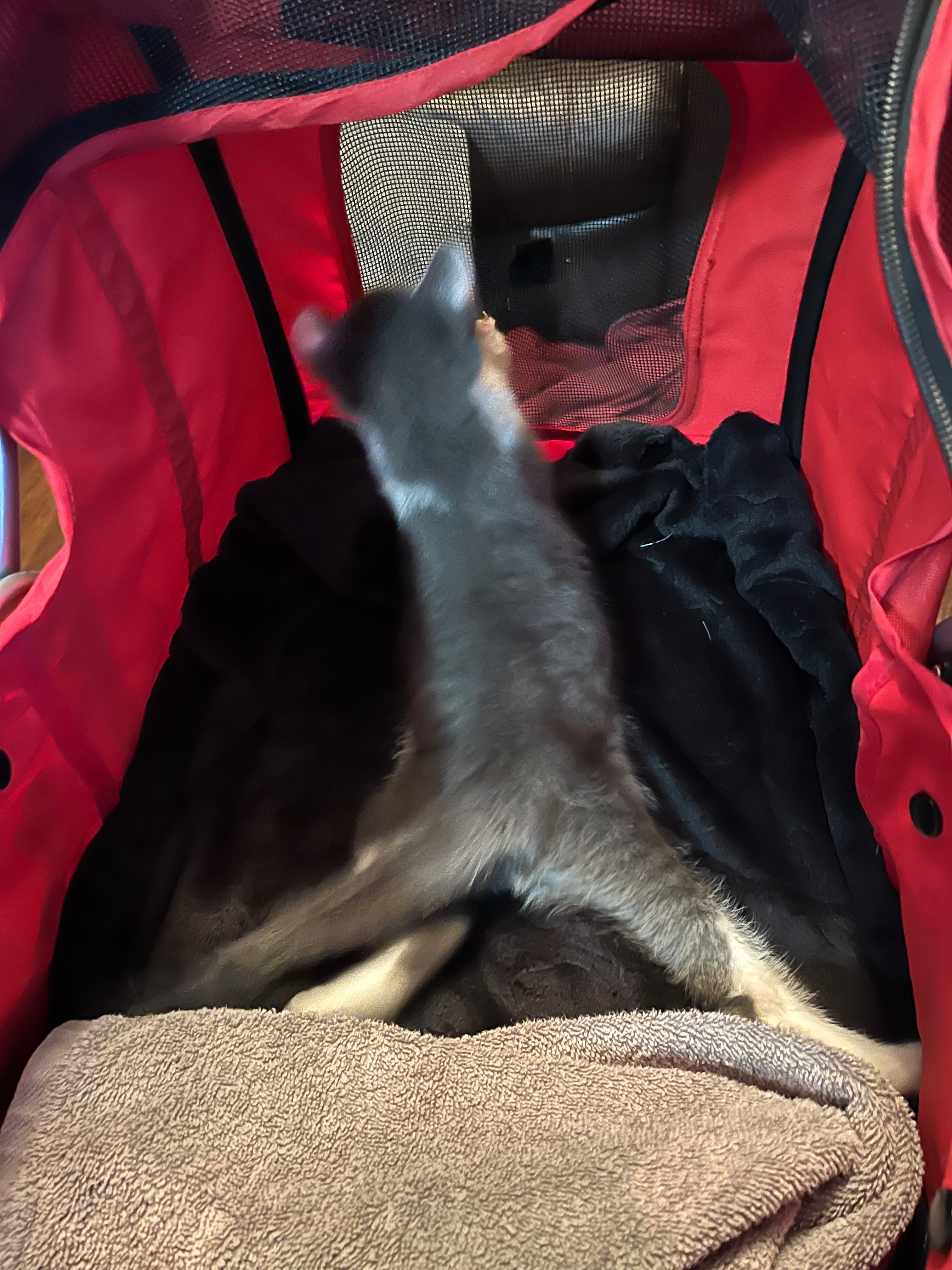 Donate to Save Little Tipsy's Life campaign photo, 6 of 7