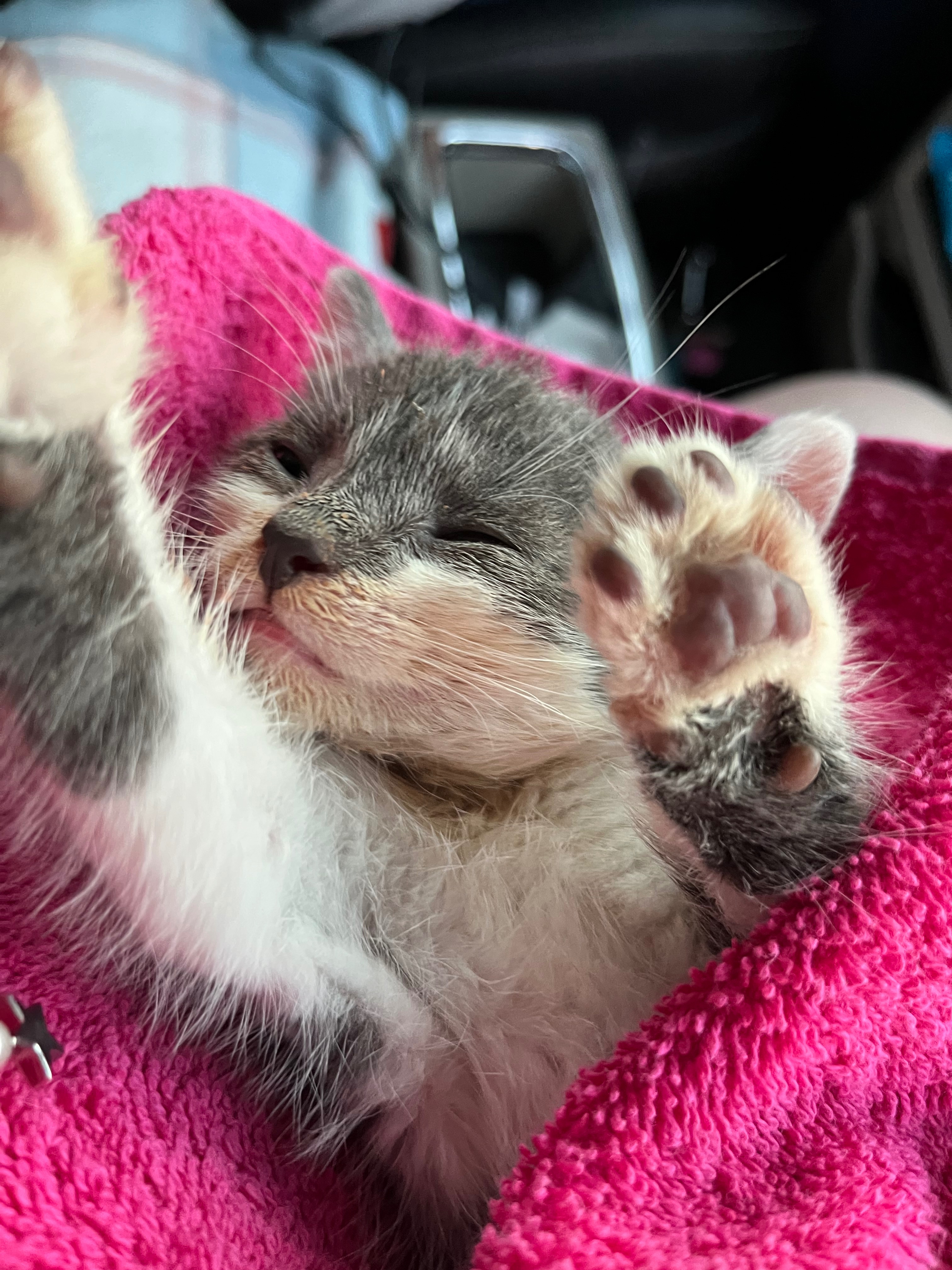 Donate to Save Little Tipsy's Life campaign photo, 4 of 7
