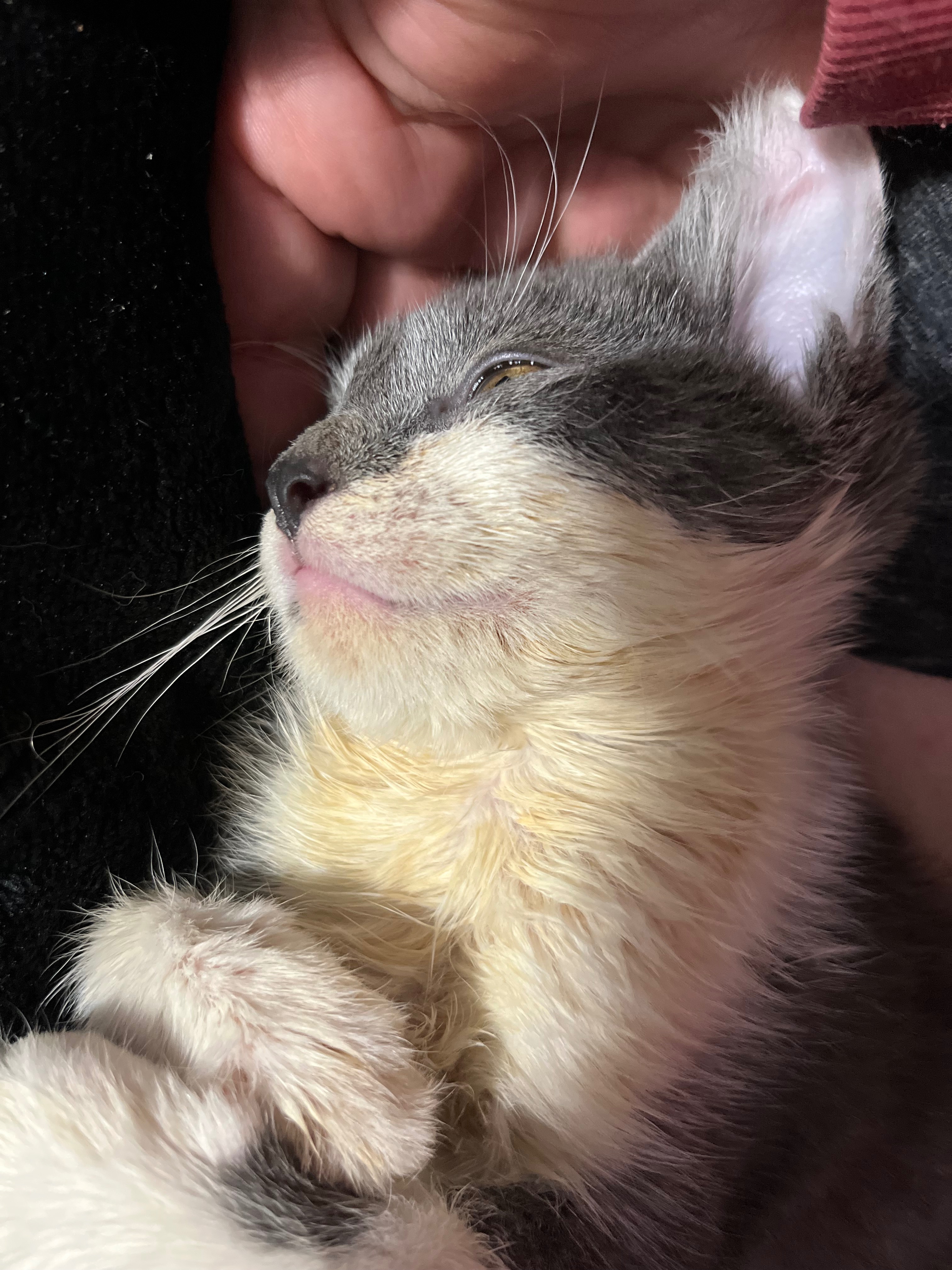 Donate to Save Little Tipsy's Life campaign photo, 5 of 7