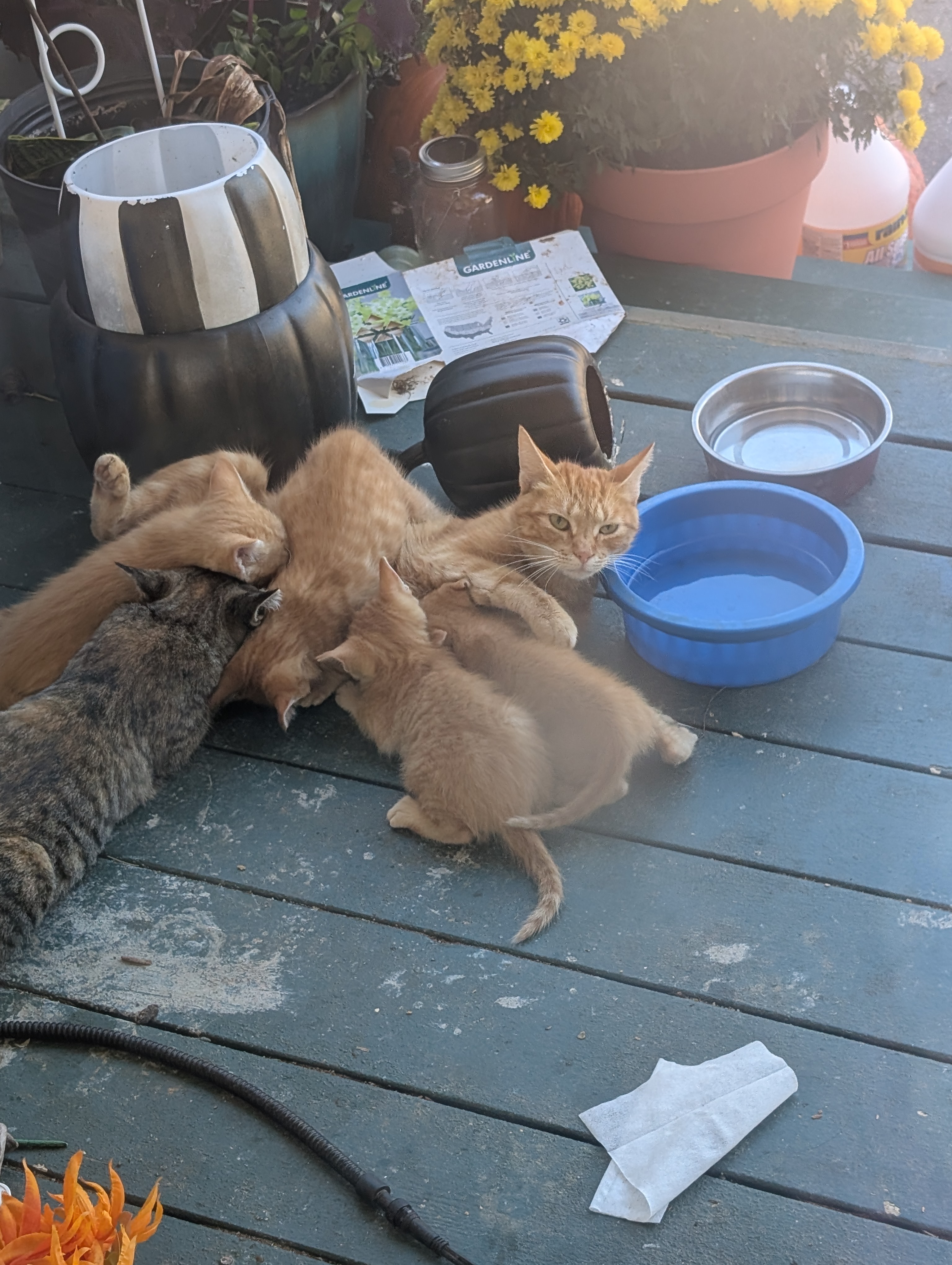 Help Beryl and Her Feral Friends Heal campaign photo, 7 of 8