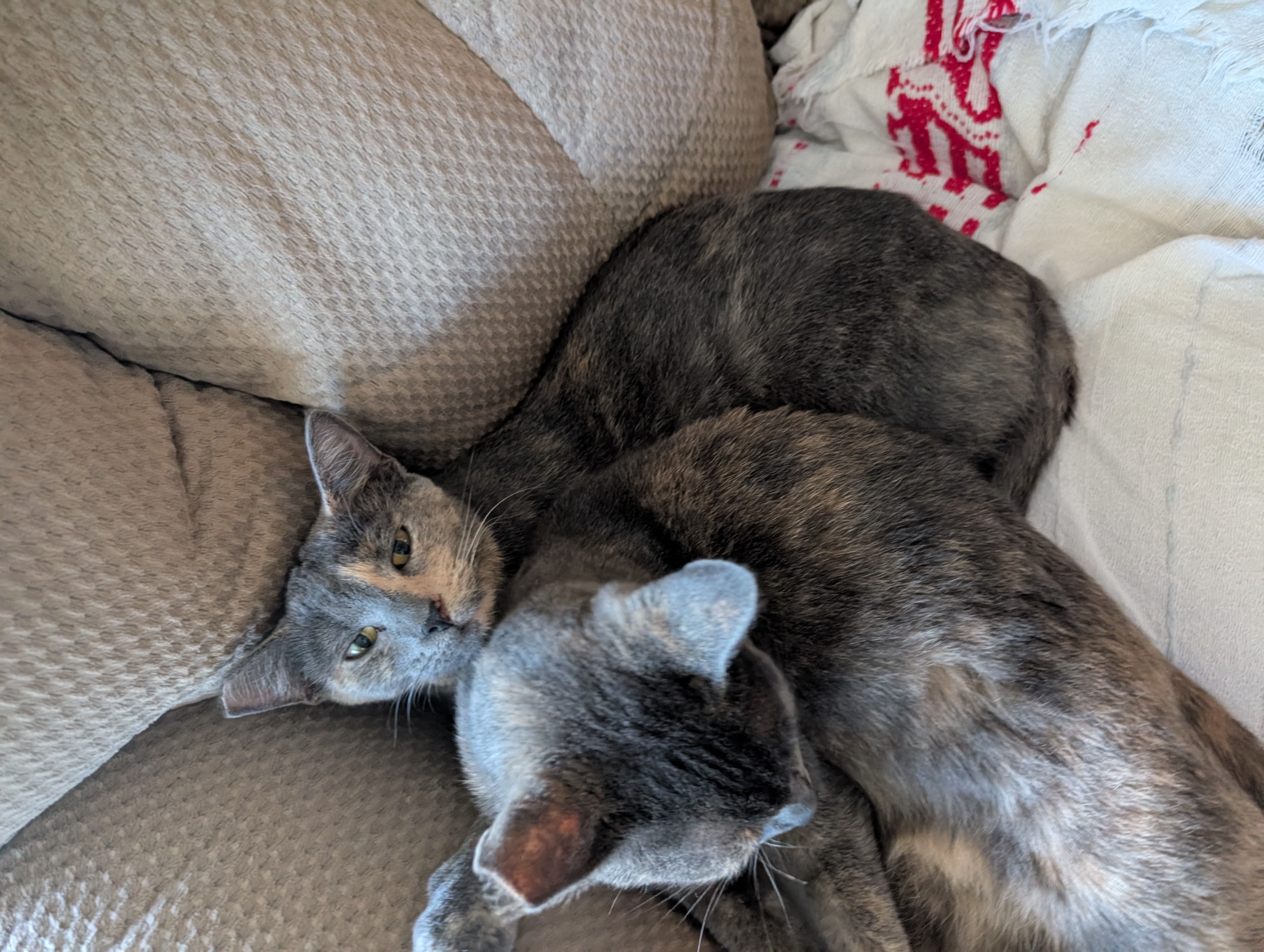 Help Beryl and Her Feral Friends Heal campaign photo, 2 of 8