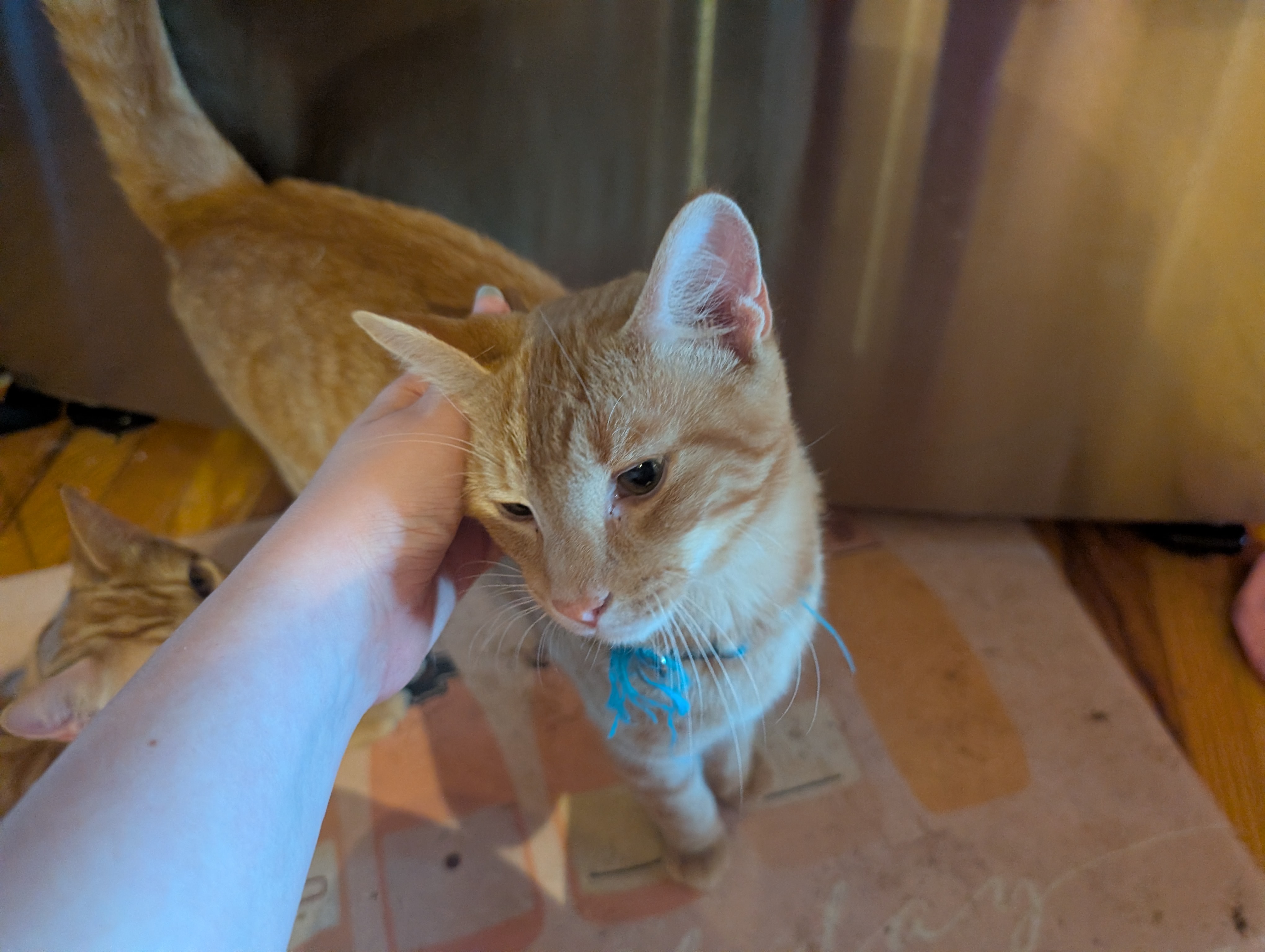 Help Beryl and Her Feral Friends Heal campaign photo, 4 of 8