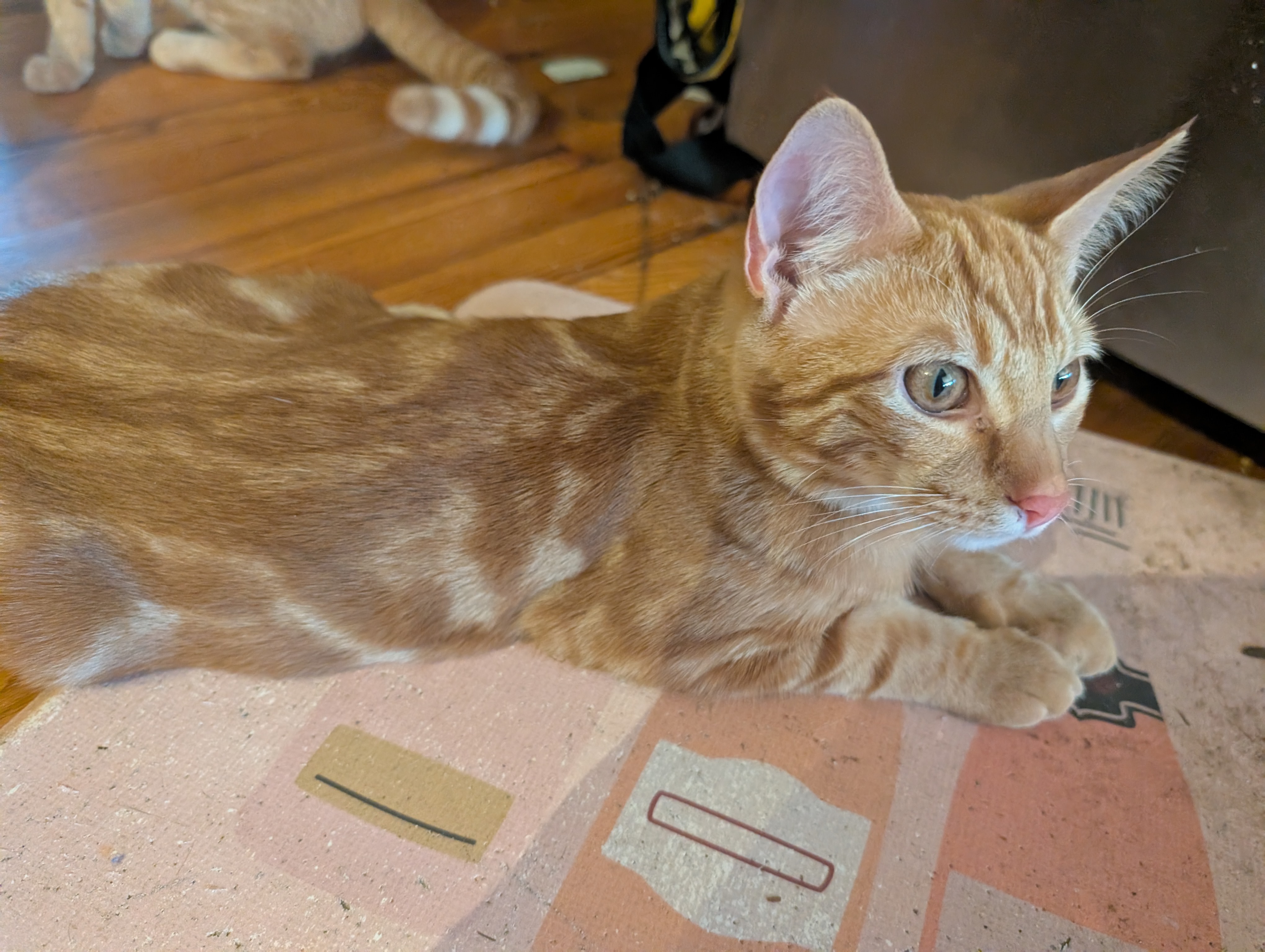 Help Beryl and Her Feral Friends Heal campaign photo, 5 of 8