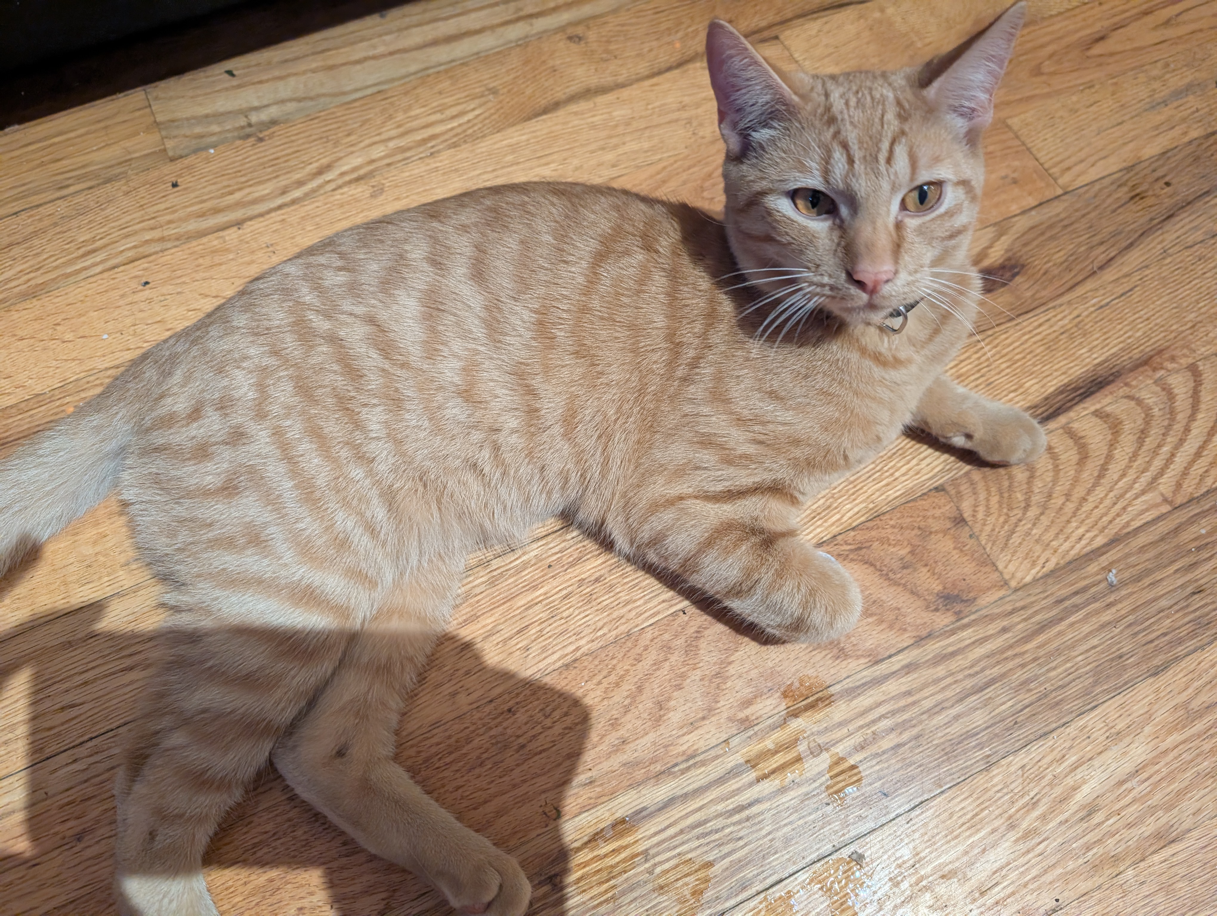 Help Beryl and Her Feral Friends Heal campaign photo, 6 of 8