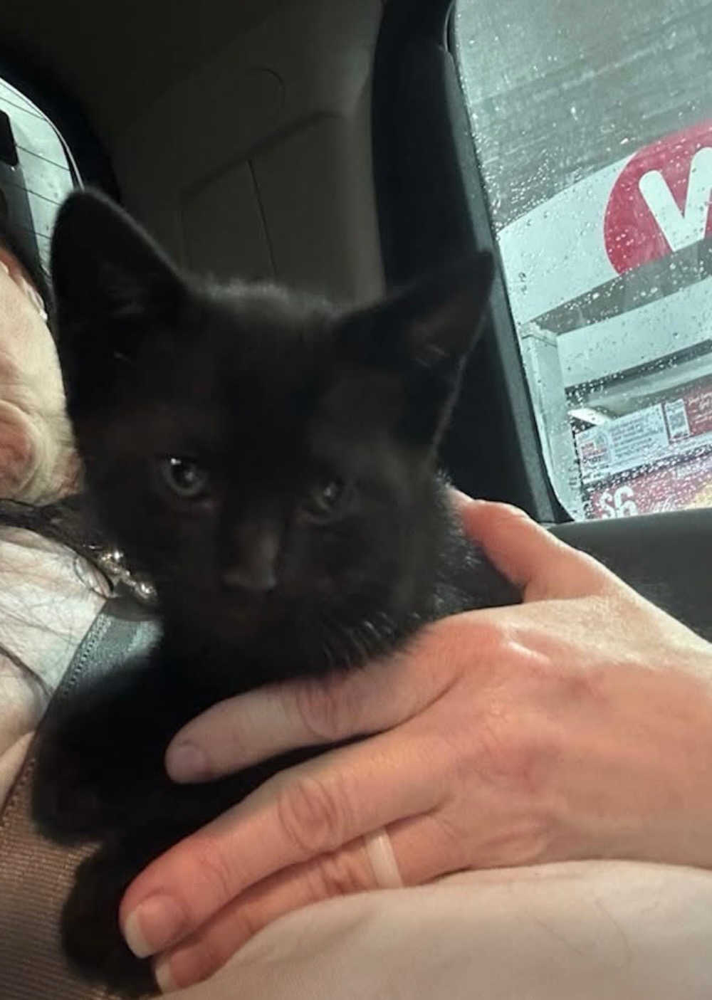 Help the Duncan and Greer kitten! campaign photo, 4 of 5