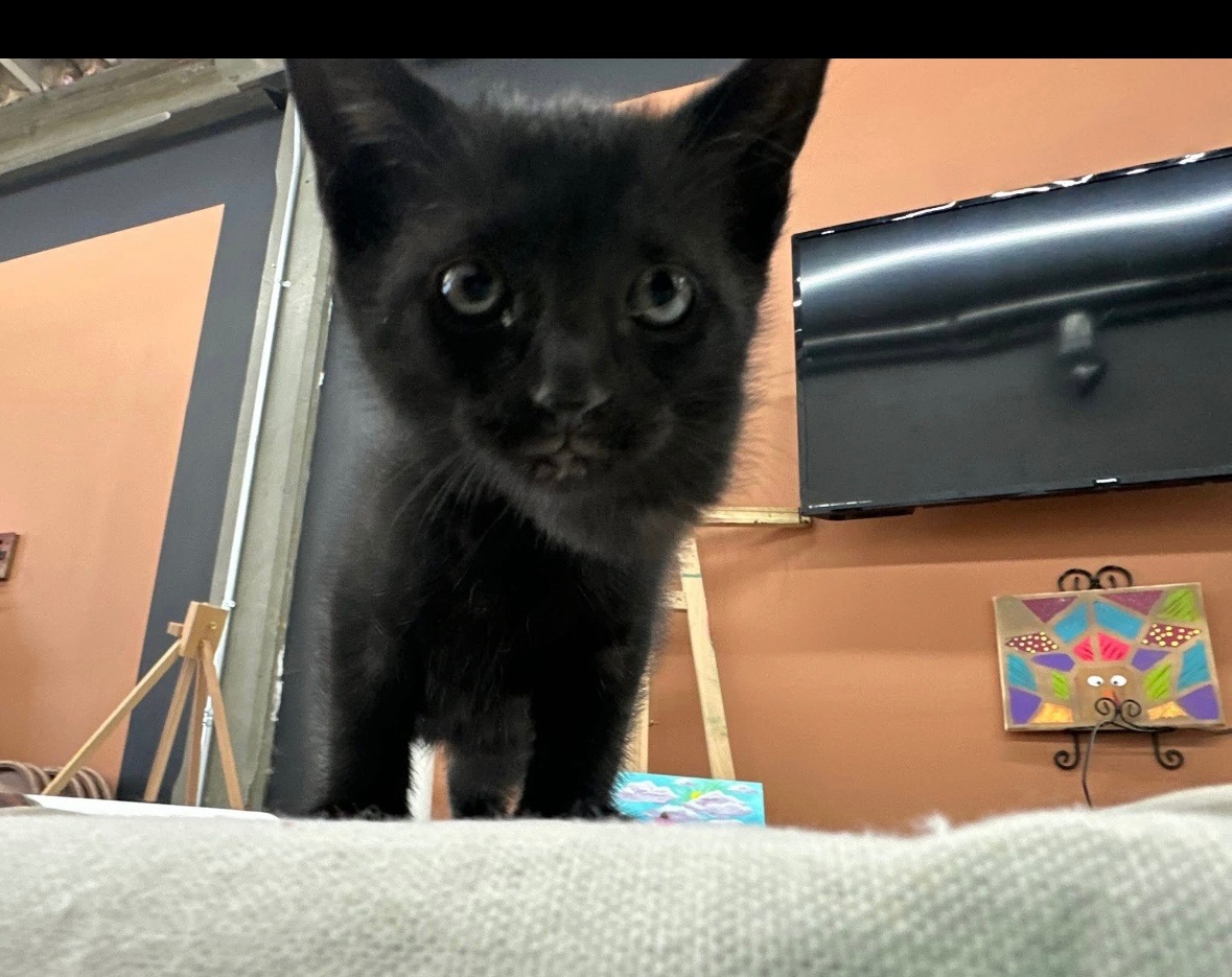 Help the Duncan and Greer kitten! campaign photo, 2 of 5
