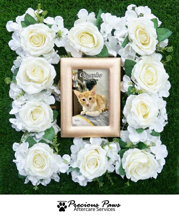 Heartbroken After Losing My Cats to Parvo—Please Help campaign photo, 7 of 8