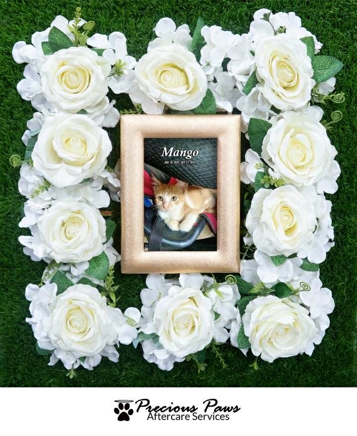 Heartbroken After Losing My Cats to Parvo—Please Help campaign photo, 2 of 8