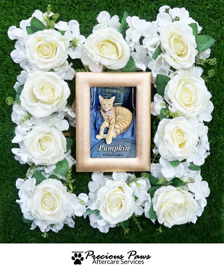 Heartbroken After Losing My Cats to Parvo—Please Help campaign photo, 6 of 8