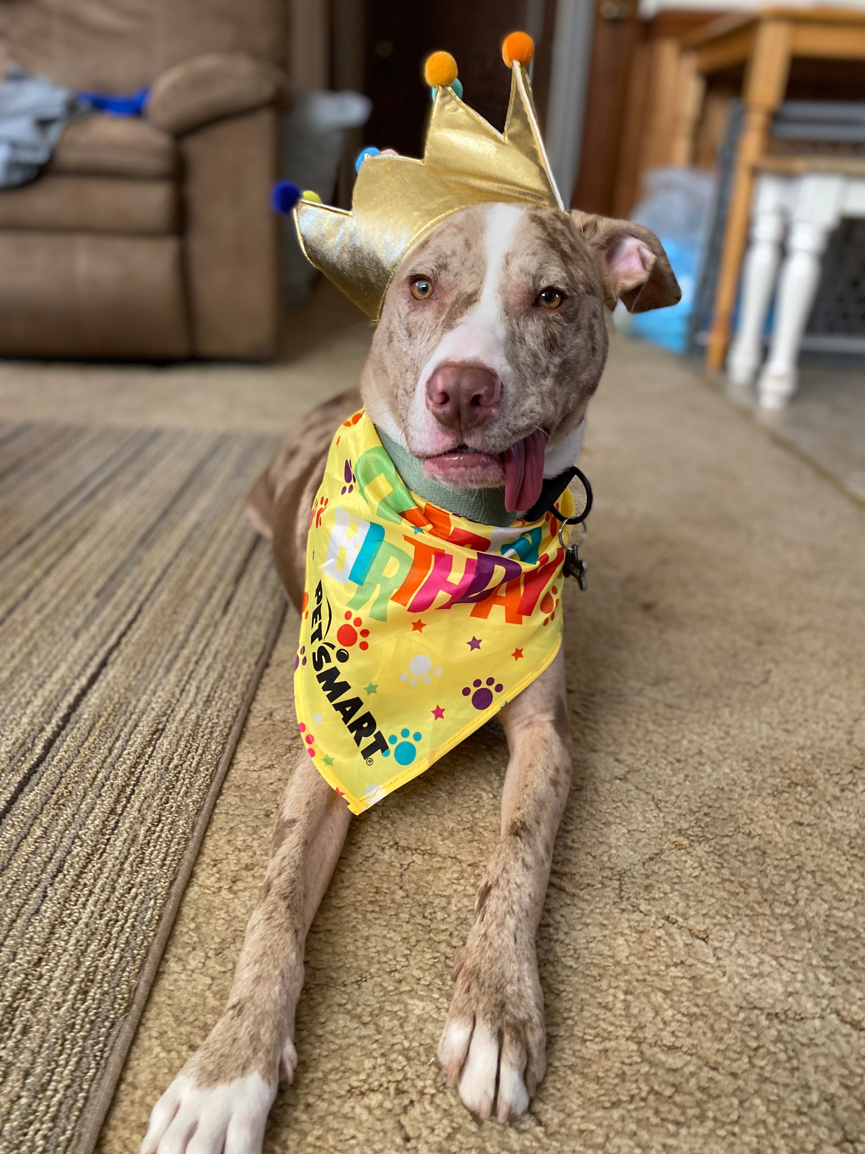 Help Atlas Get Urgent Dental Surgery on Jan 30th 2026 campaign photo, 7 of 8