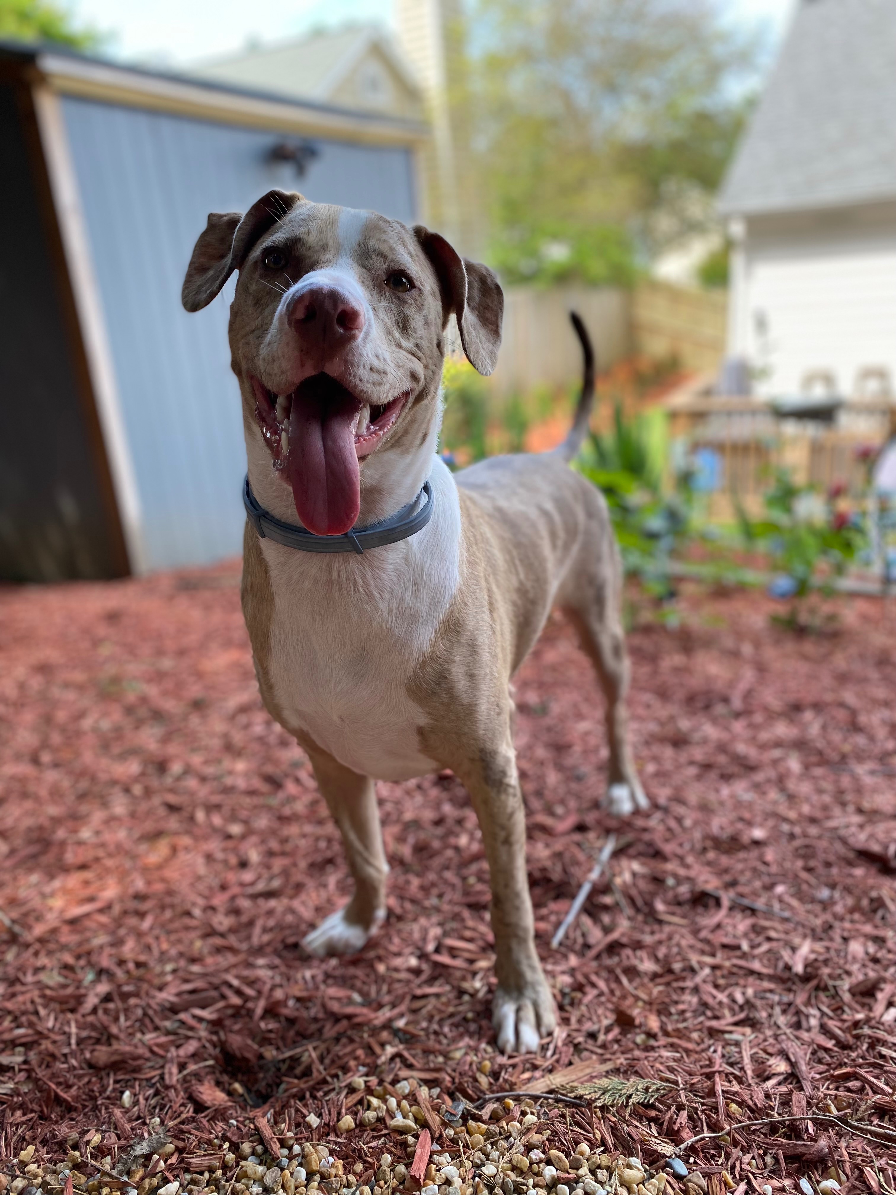Help Atlas Get Urgent Dental Surgery on Jan 30th 2026 campaign photo, 2 of 8