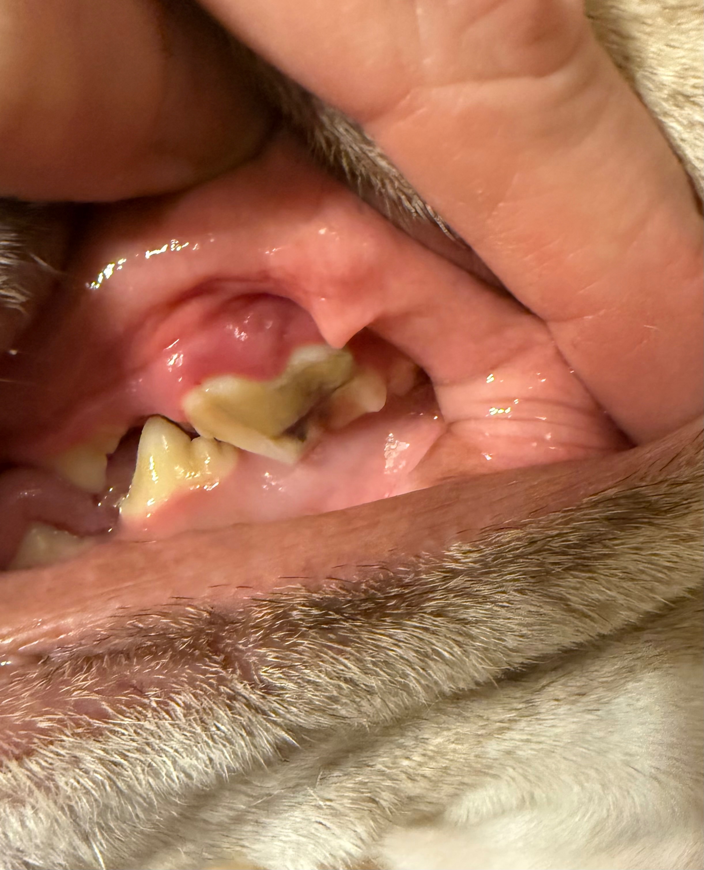 Help Atlas Get Urgent Dental Surgery on Jan 30th 2026 campaign photo, 5 of 8