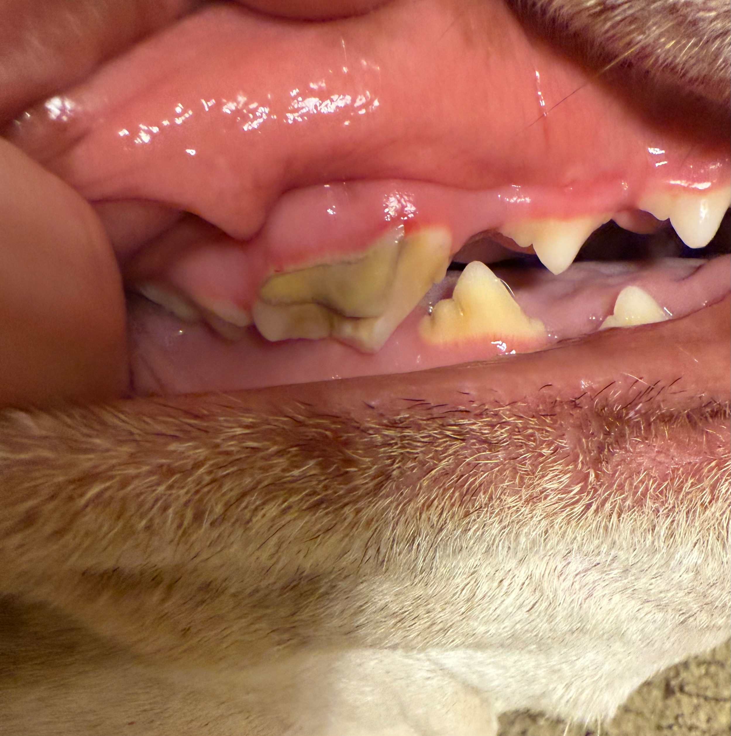 Help Atlas Get Urgent Dental Surgery on Jan 30th 2026 campaign photo, 6 of 8