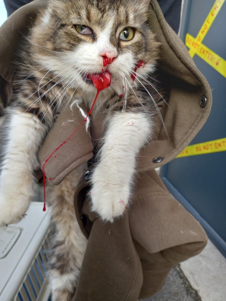Urgence pour Nougat.  Besoin de votre aide. campaign photo, 2 of 4
