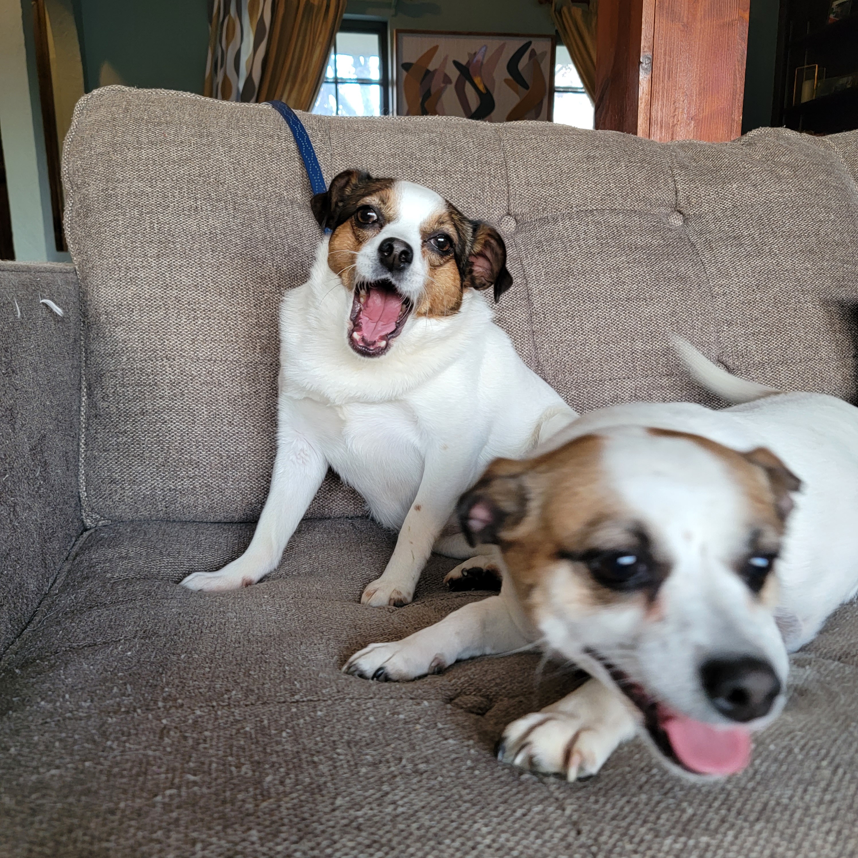 Help Save Minnie: Emergency Vet Care Needed campaign photo, 7 of 8