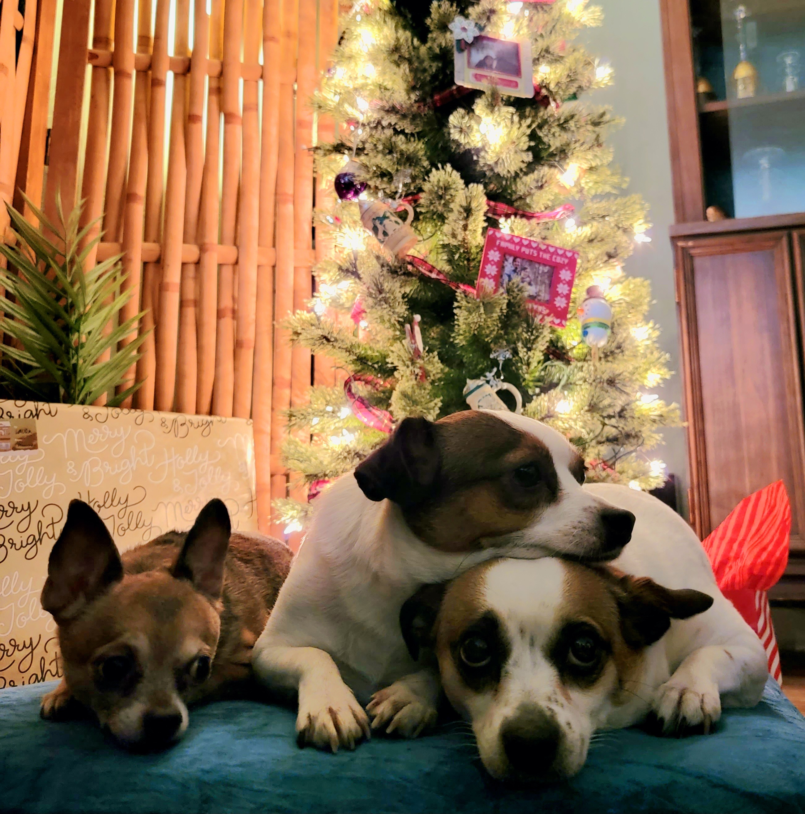 Help Save Minnie: Emergency Vet Care Needed campaign photo, 4 of 8