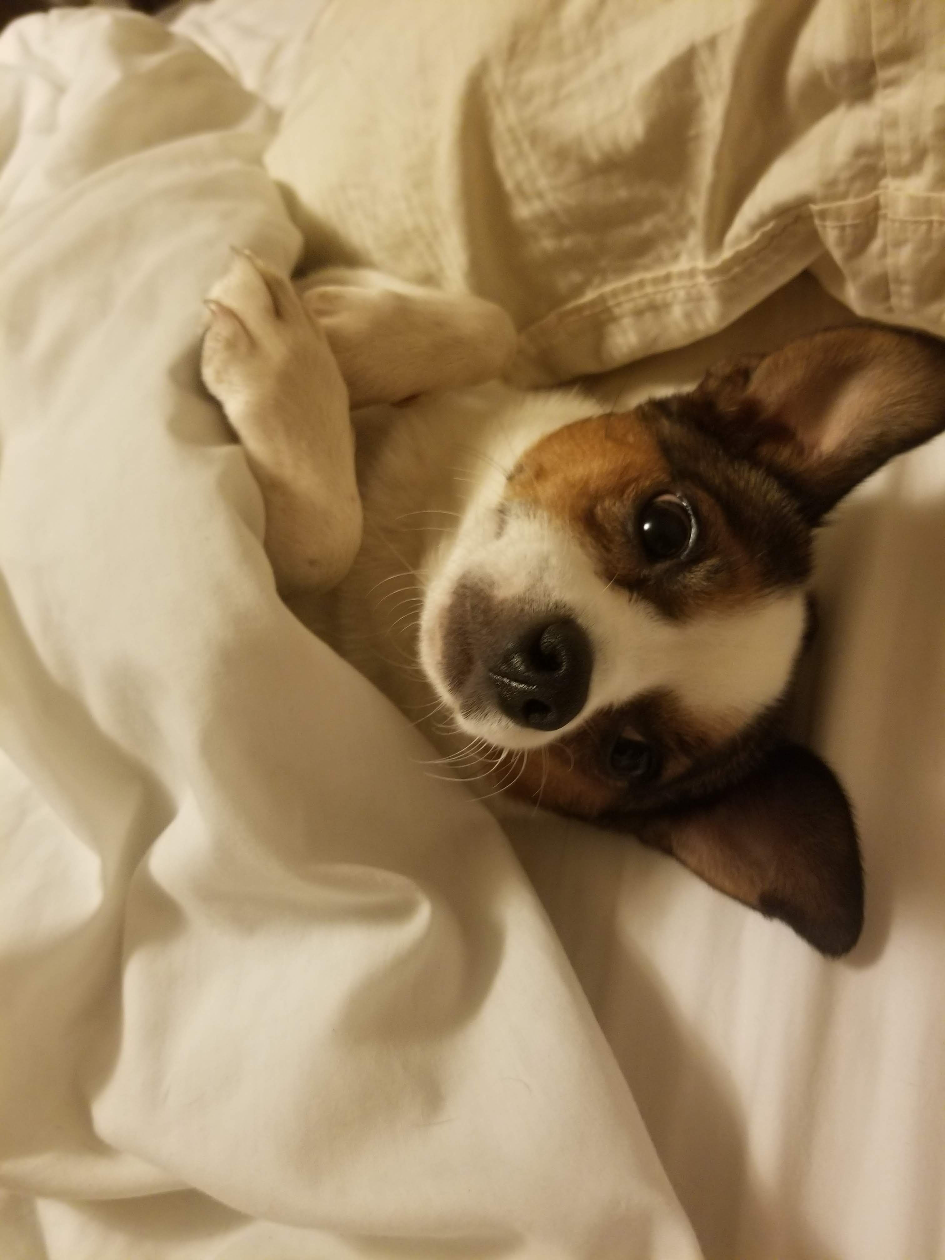 Help Save Minnie: Emergency Vet Care Needed campaign photo, 5 of 8