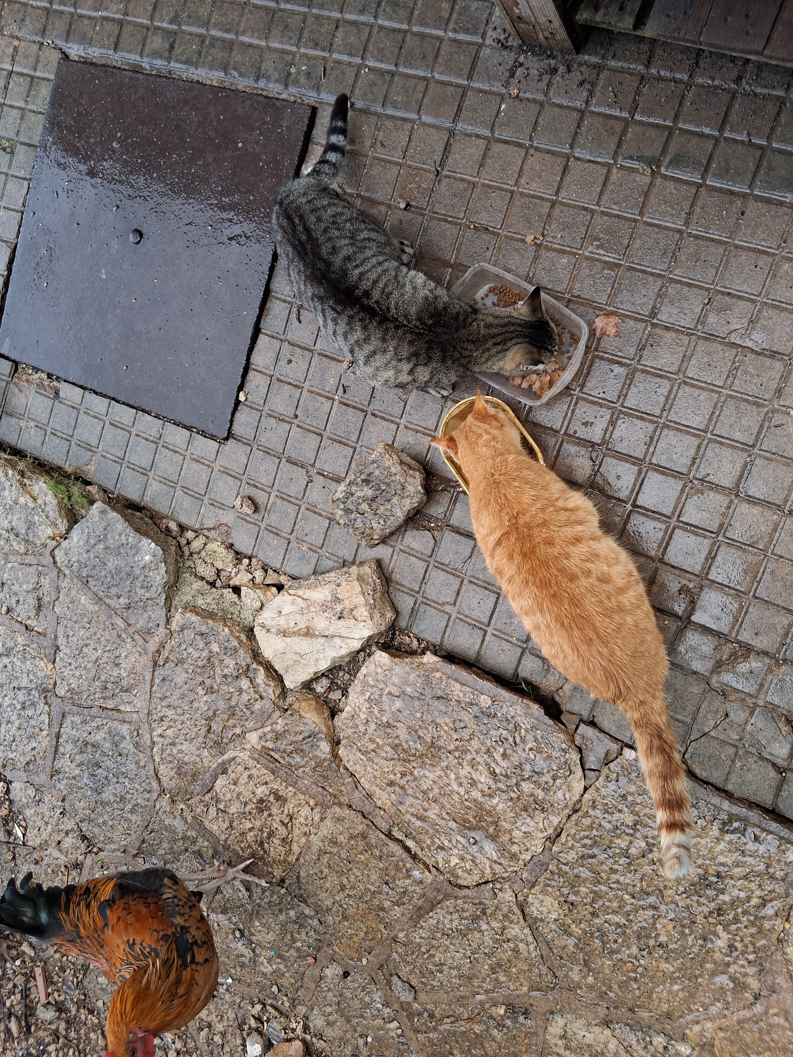 Please support thecats.Unterstützt die Katzenbitte campaign photo, 6 of 7