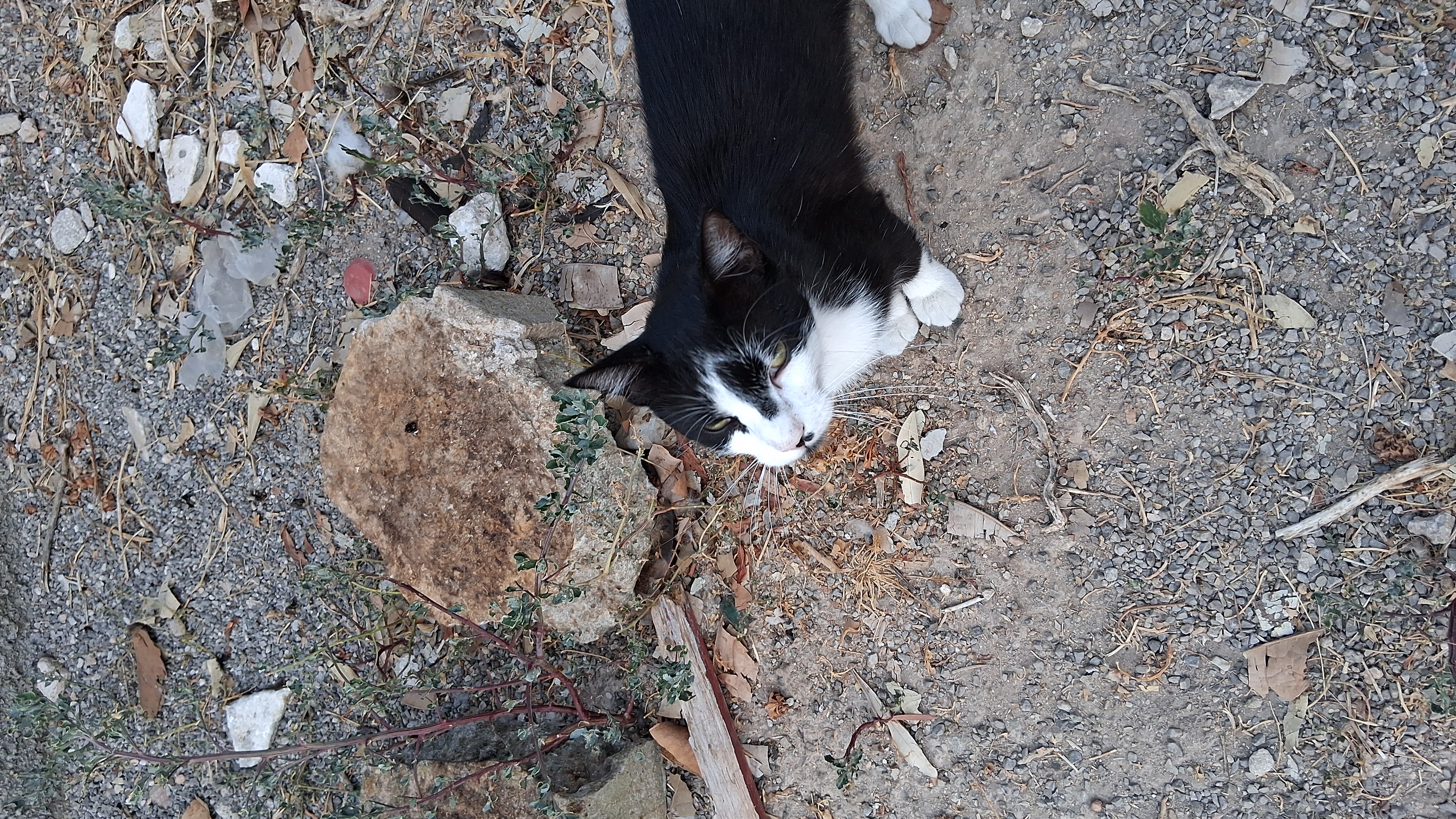 Please support thecats.Unterstützt die Katzenbitte campaign photo, 2 of 7