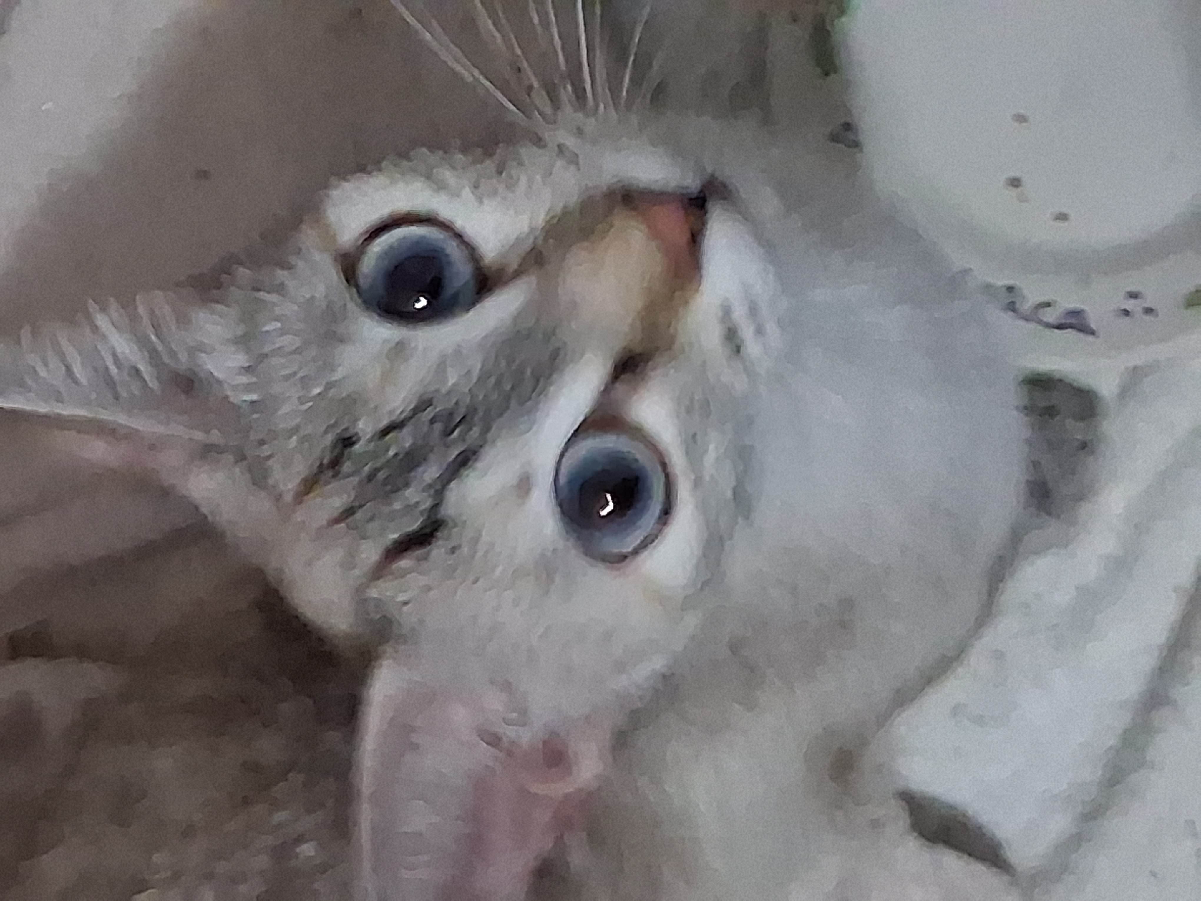 Please support thecats.Unterstützt die Katzenbitte campaign photo, 5 of 7