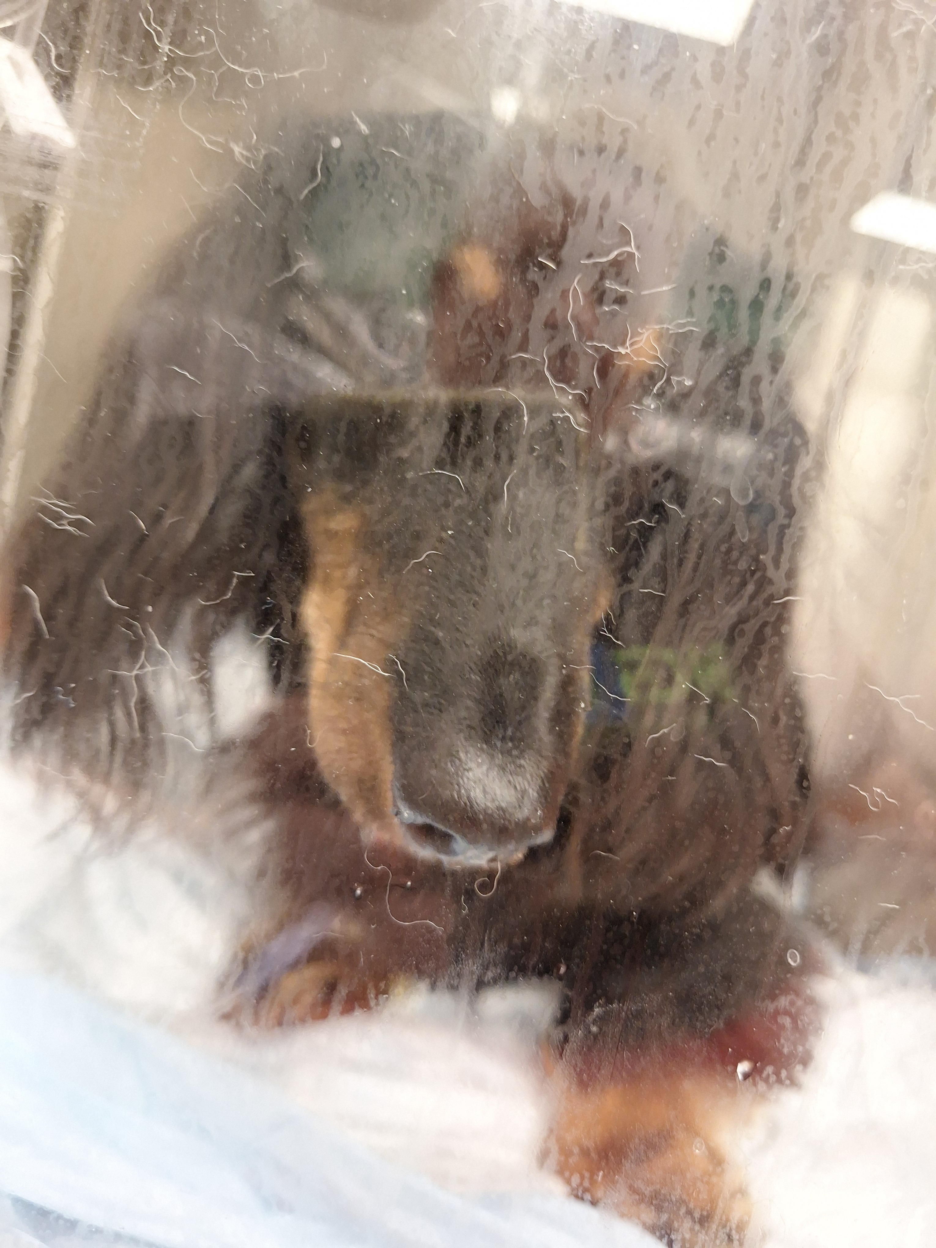 Help Krasher Heal: Support His Recovery campaign photo, 5 of 6