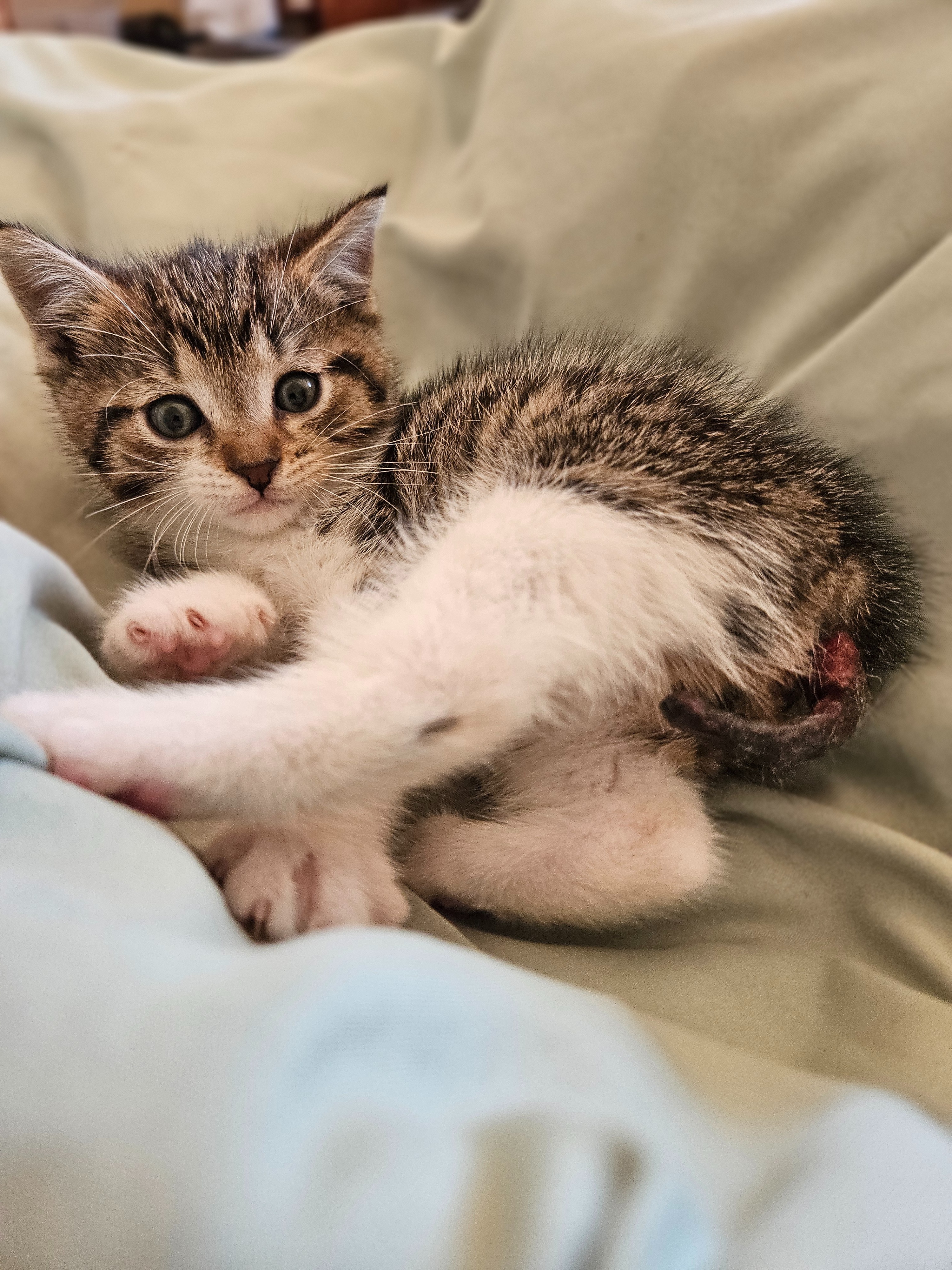 Help Crumb the kitten get the surgery he needs campaign photo, 7 of 7
