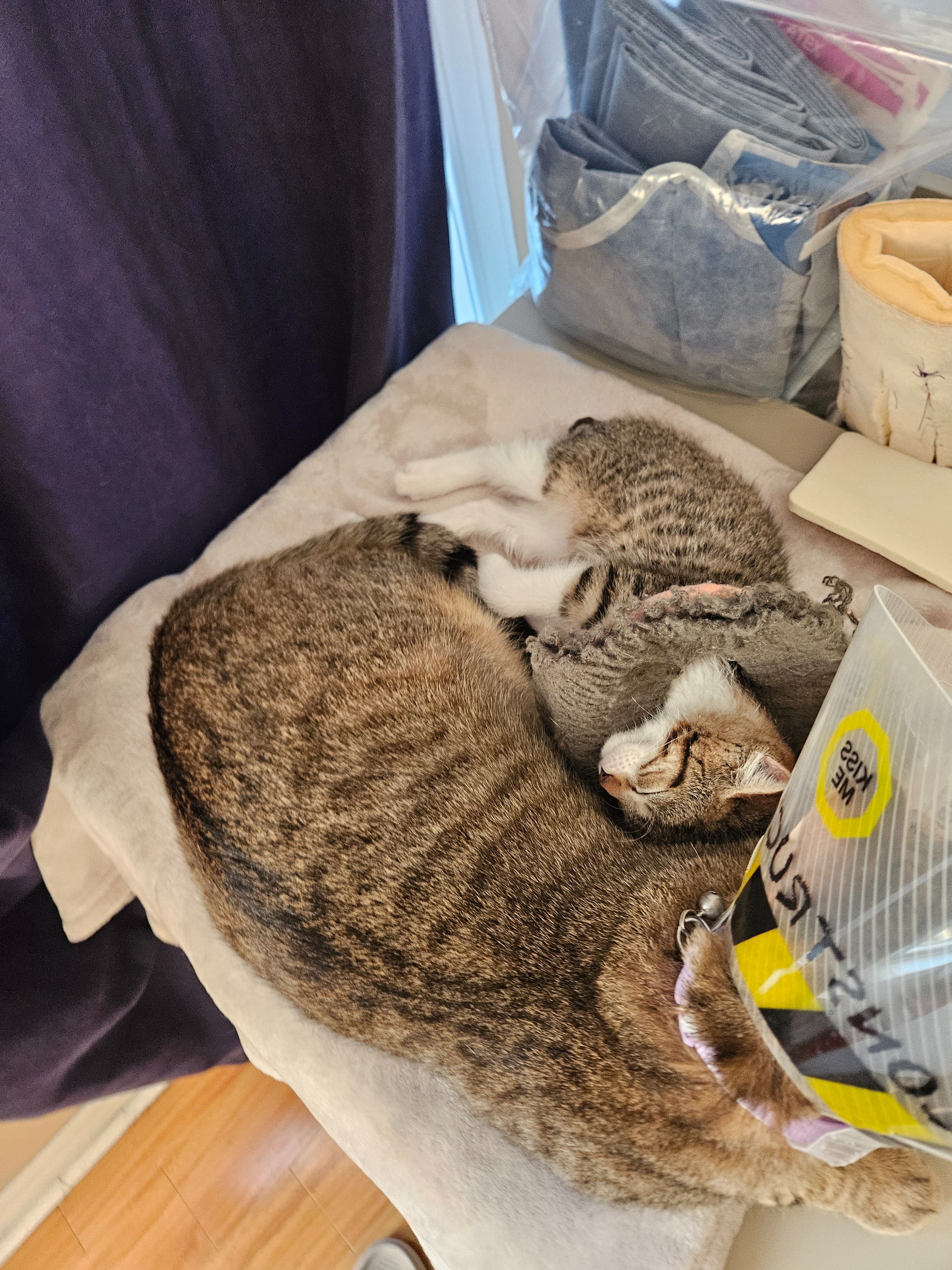 Help Crumb the kitten get the surgery he needs campaign photo, 2 of 7