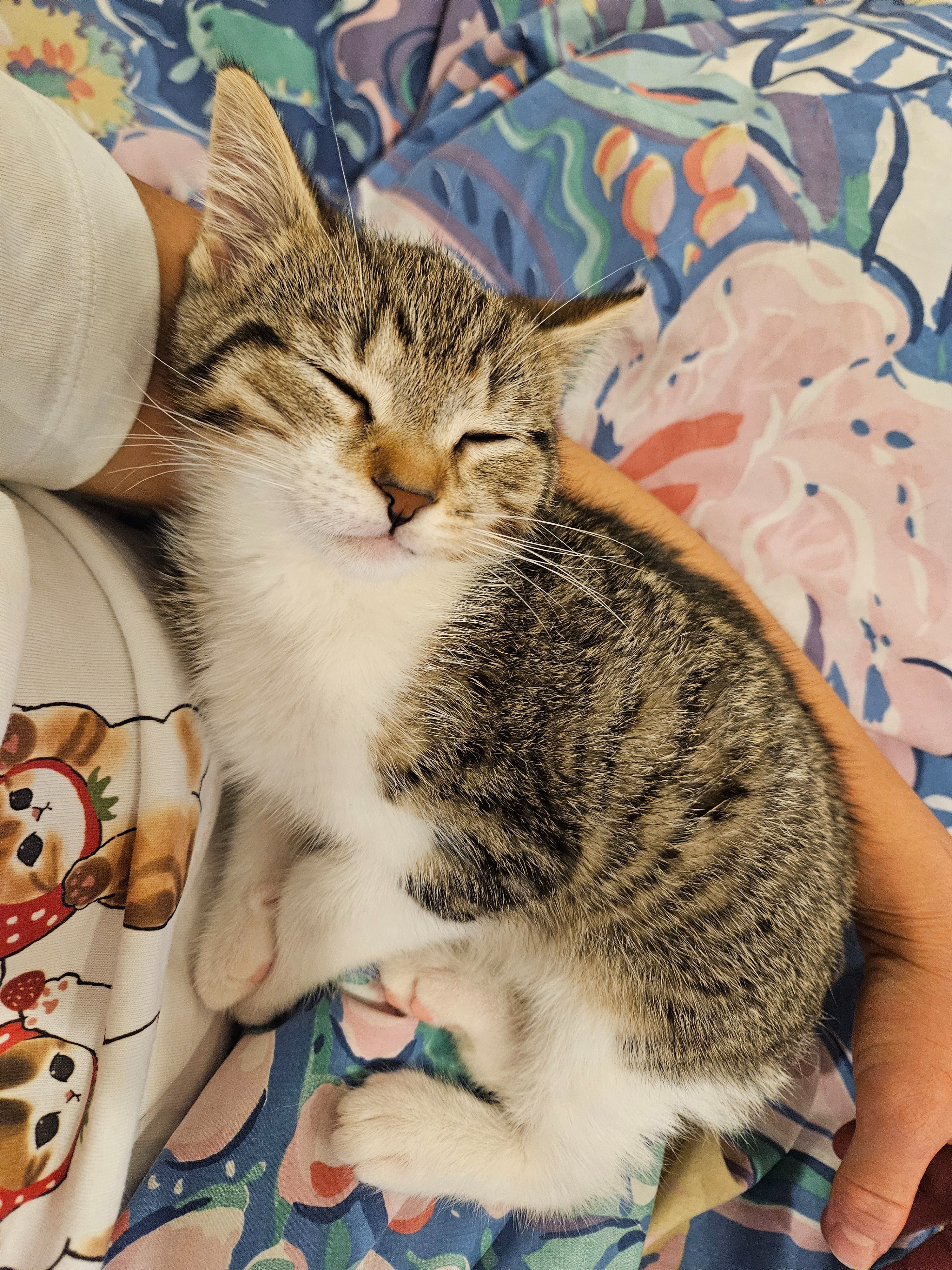 Help Crumb the kitten get the surgery he needs campaign photo, 4 of 7