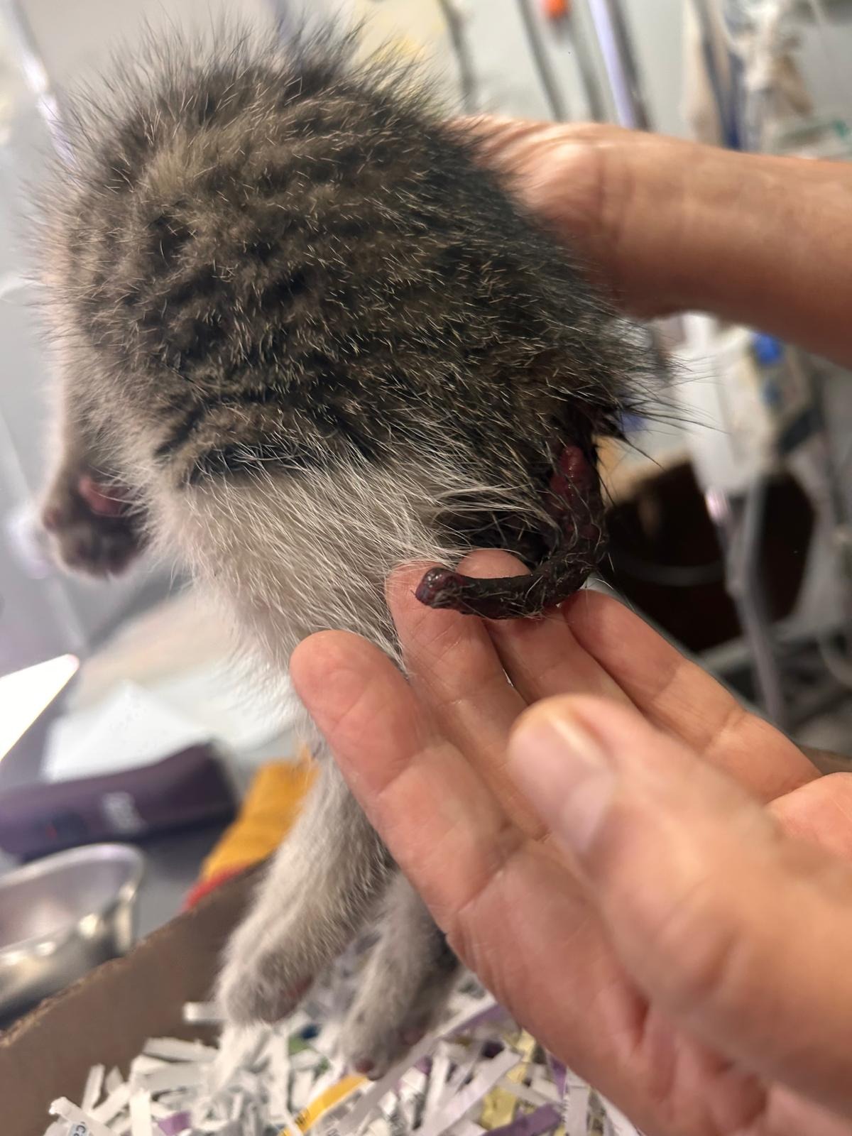 Help Crumb the kitten get the surgery he needs campaign photo, 5 of 7