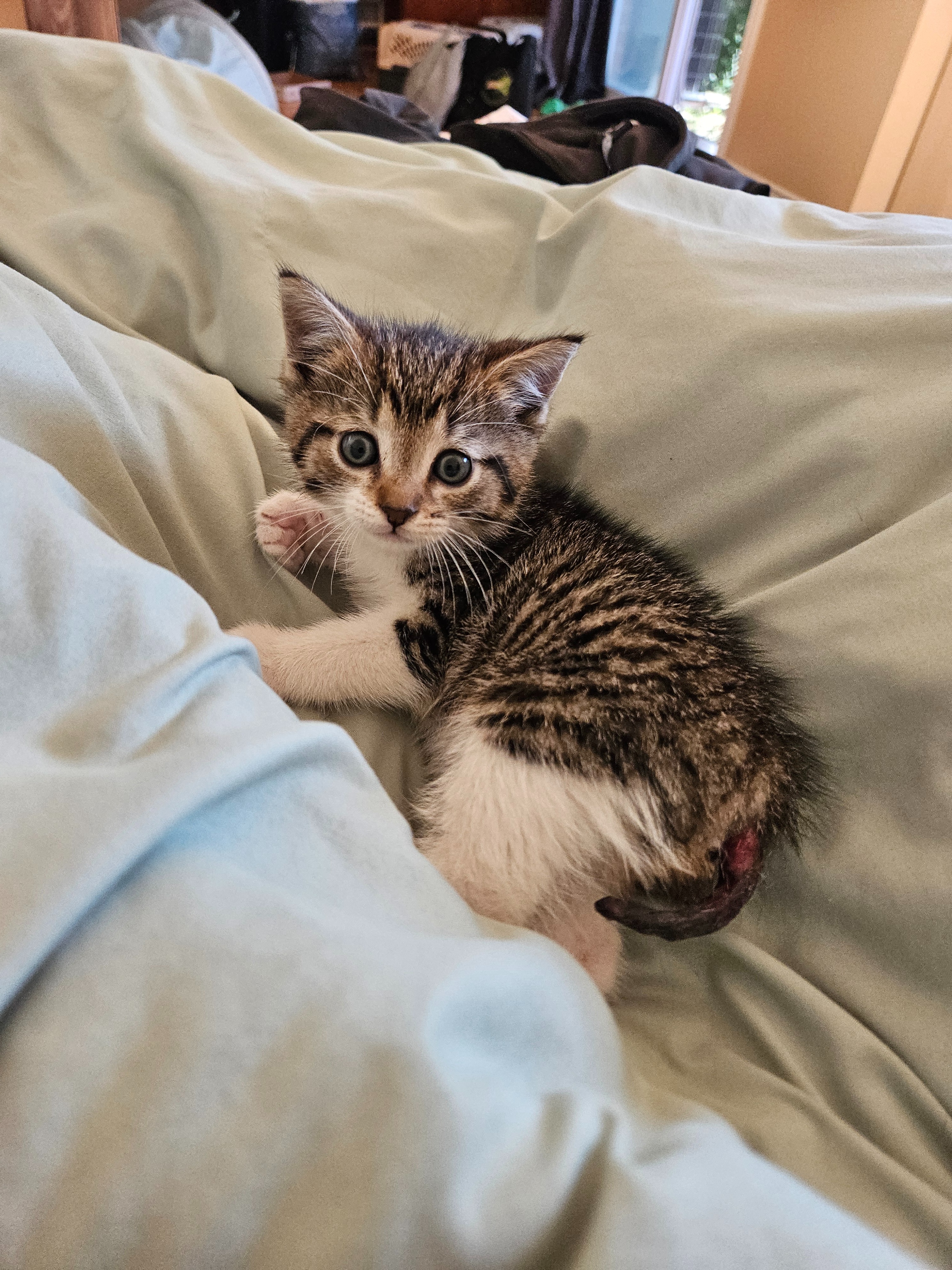 Help Crumb the kitten get the surgery he needs campaign photo, 6 of 7