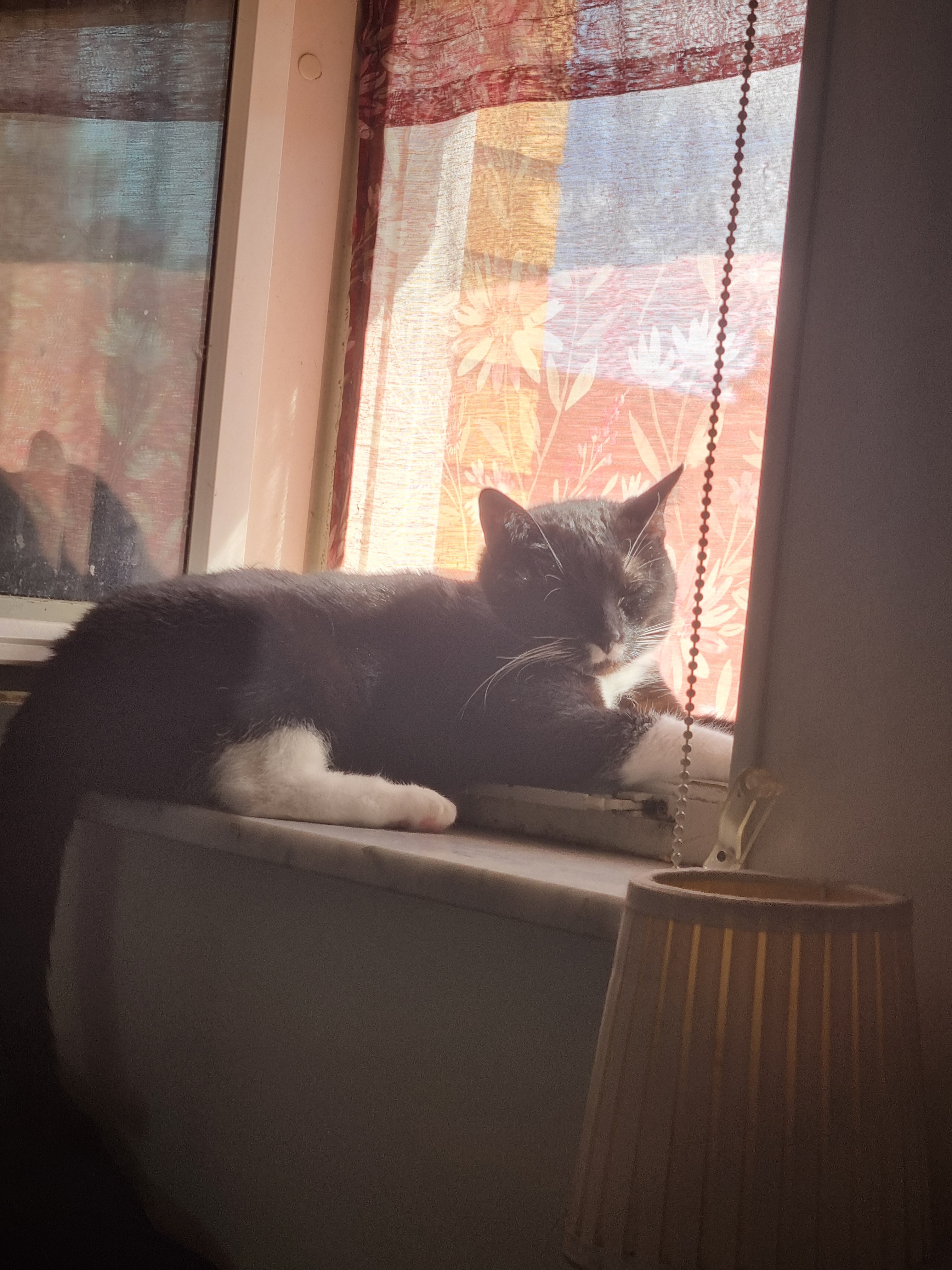Help our cat get medical help! campaign photo, 2 of 4