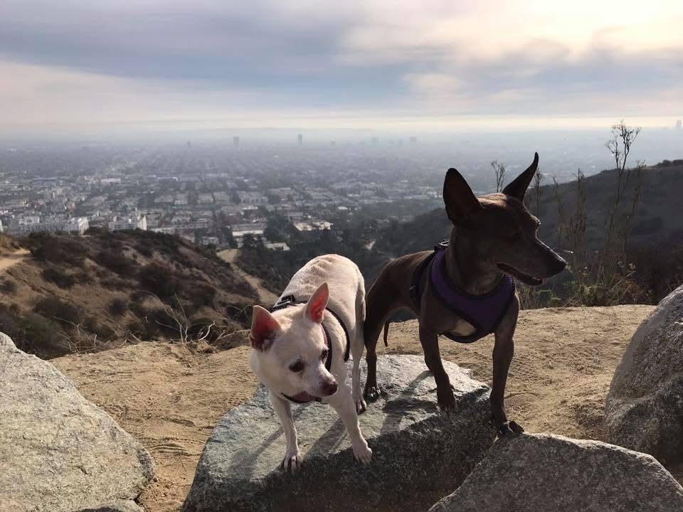 Support Shannon in Honoring Roxy's Memory campaign photo, 4 of 7