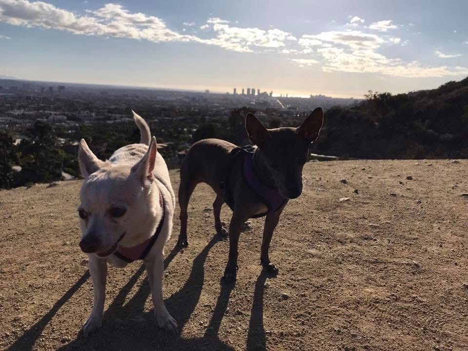 Support Shannon in Honoring Roxy's Memory campaign photo, 5 of 7