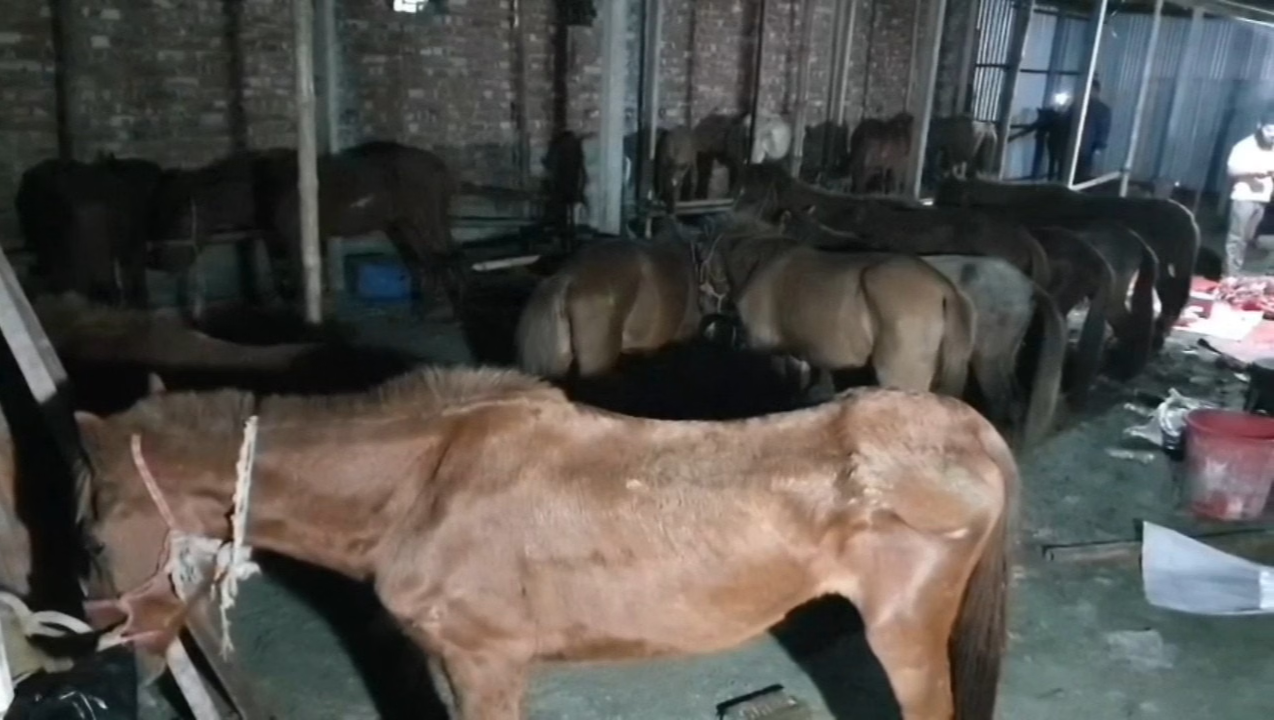 Donate to Save 35 Rescued Horses in Bangladesh photo