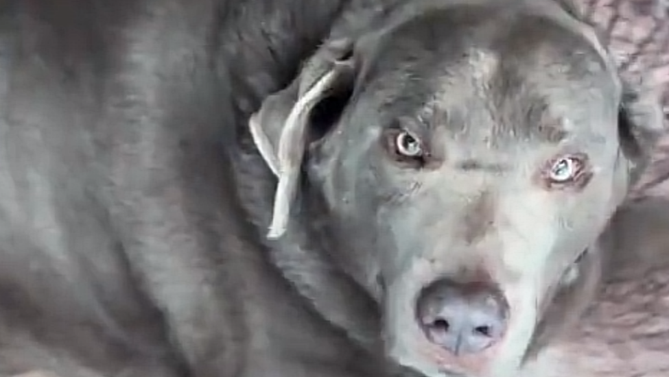 Donate to Save Garrett's Friend's Dog