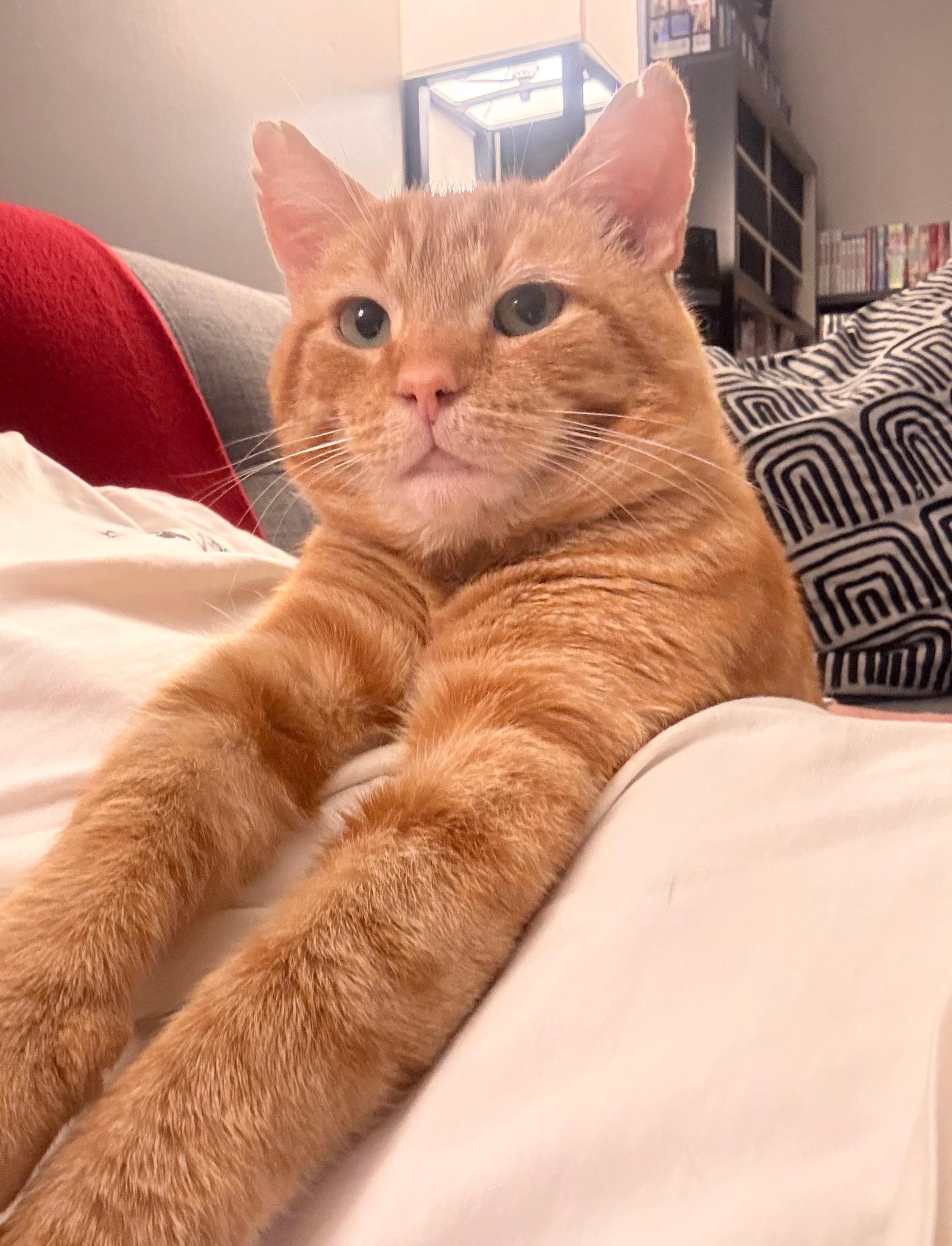 Help Garfield the Stray Cat Start a New Life campaign photo, 2 of 5