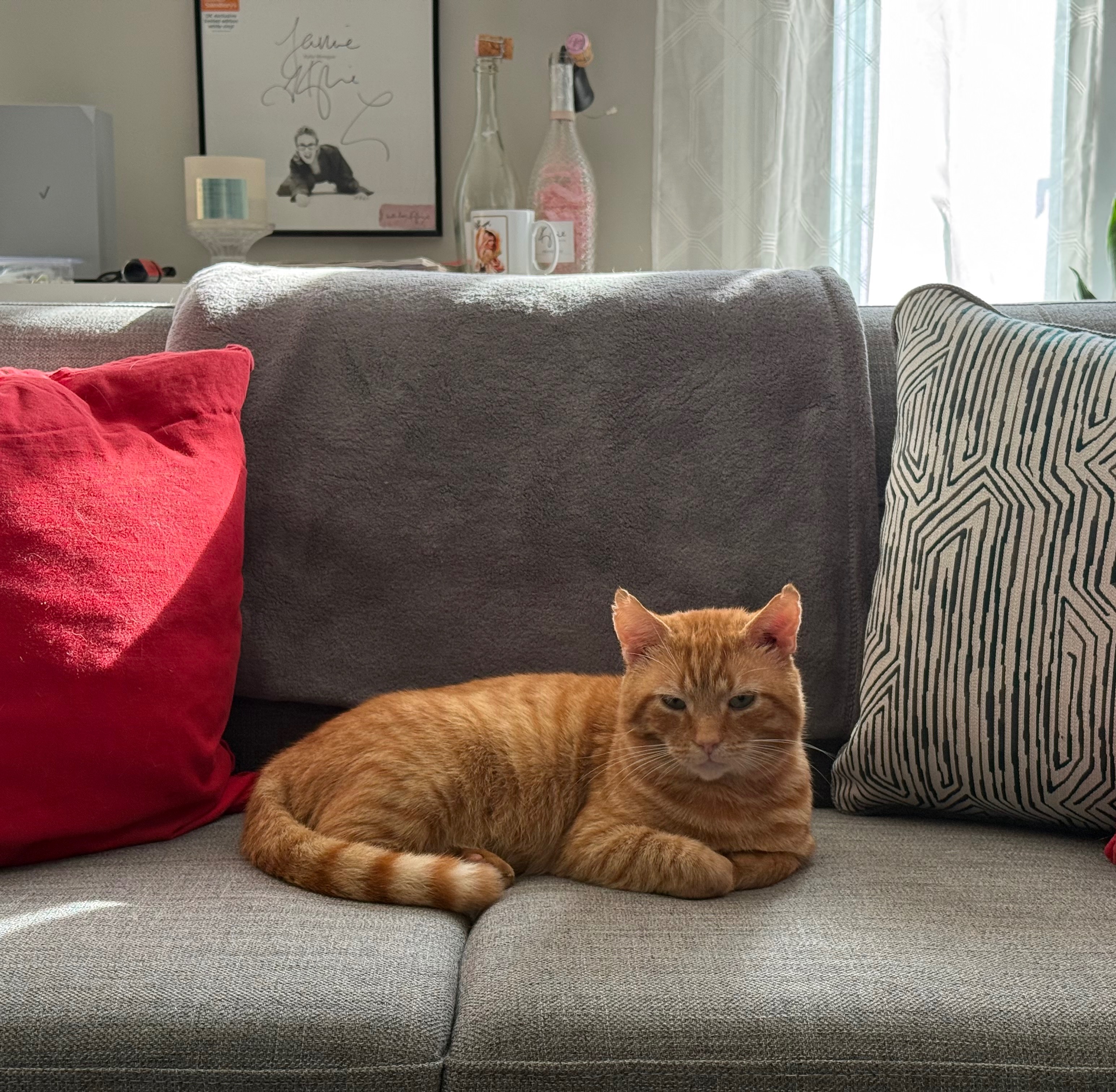 Help Garfield the Stray Cat Start a New Life campaign photo, 4 of 5