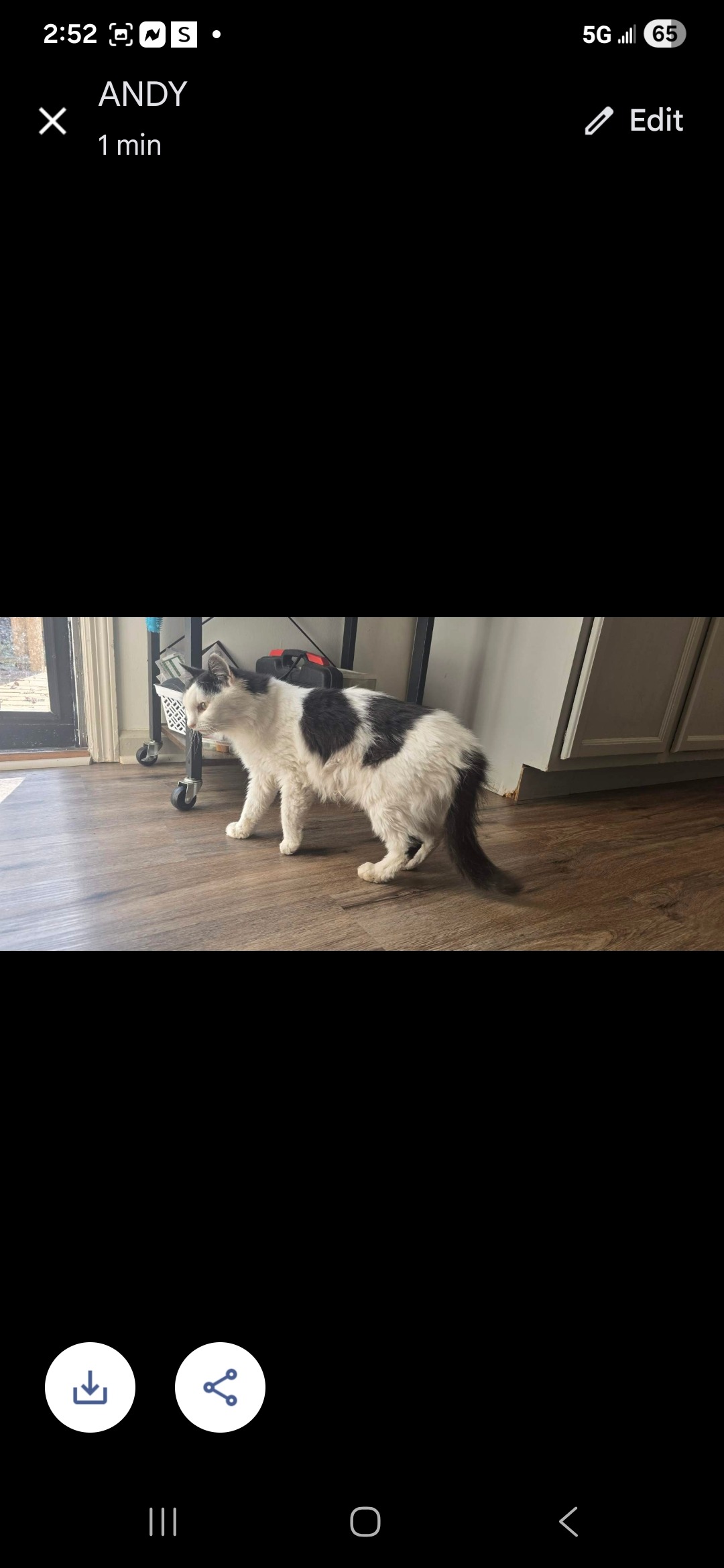 Urgent Care Needed for Injured Cat campaign photo, 2 of 4