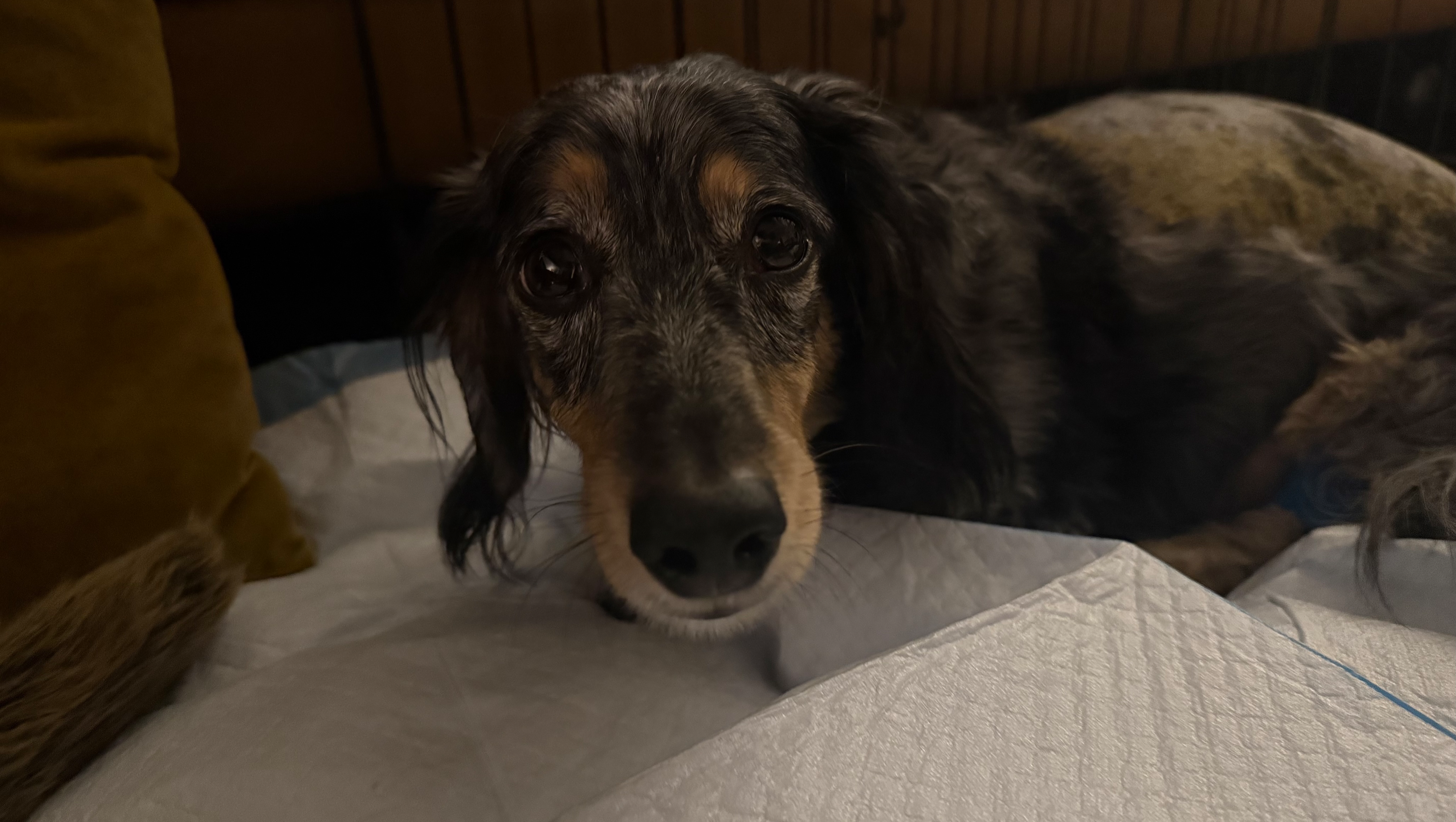 Support Doobie's Recovery: Help Him Heal photo