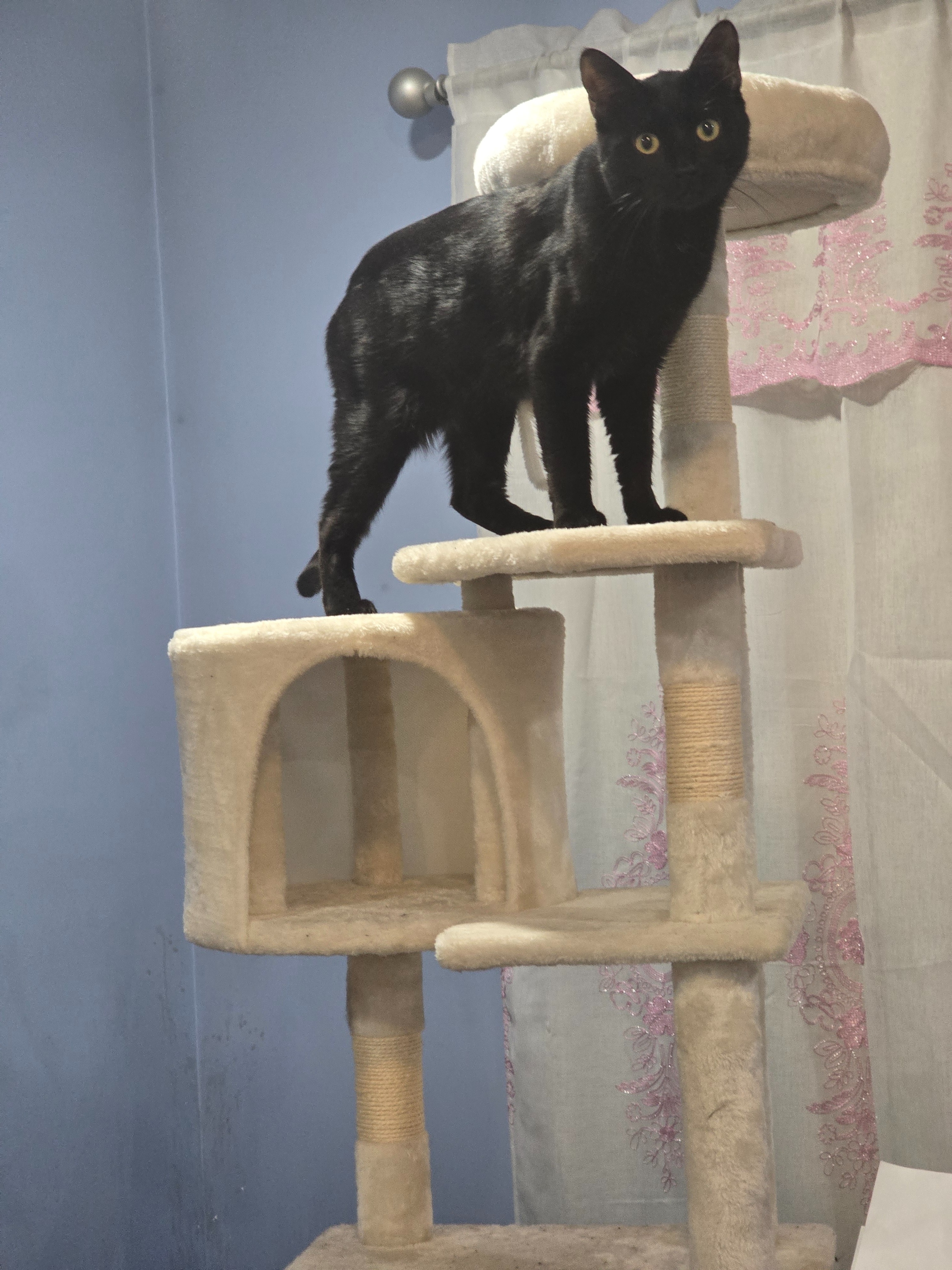 Donate to help pay for my cat jersey medical bills campaign photo, 2 of 4